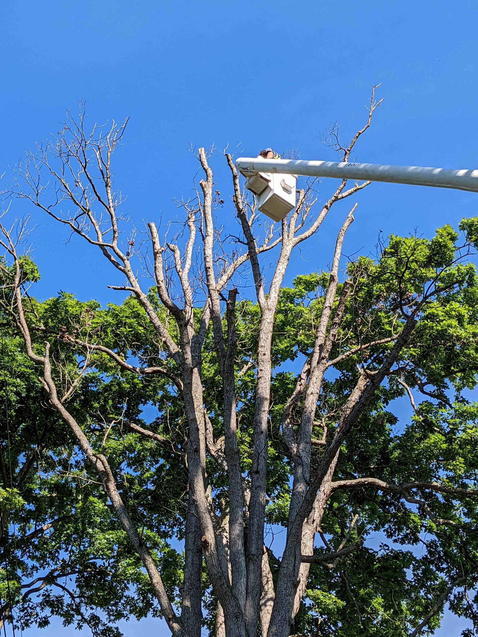 A person is cutting a tree with a crane.