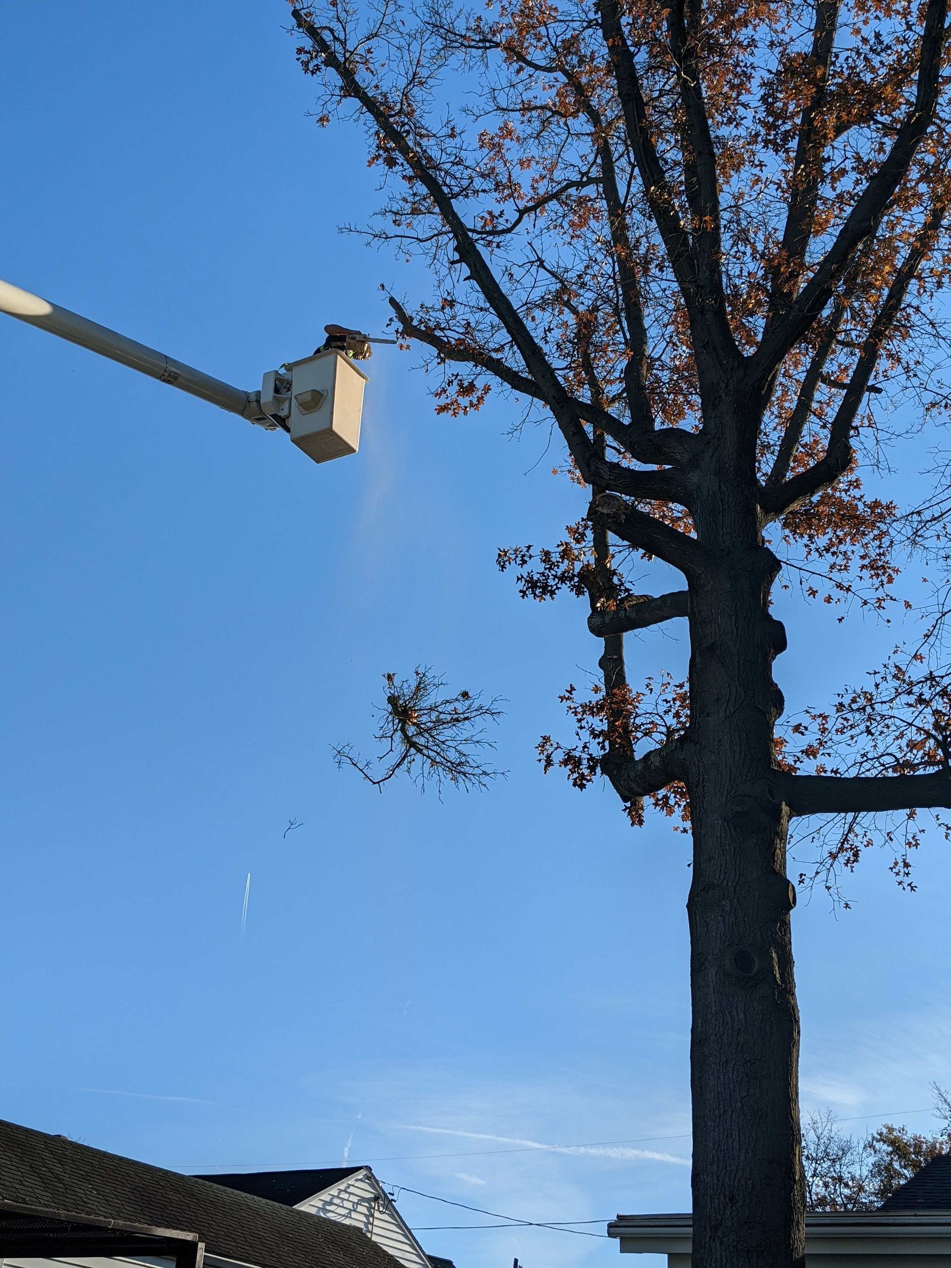 A man in a bucket is cutting a tree