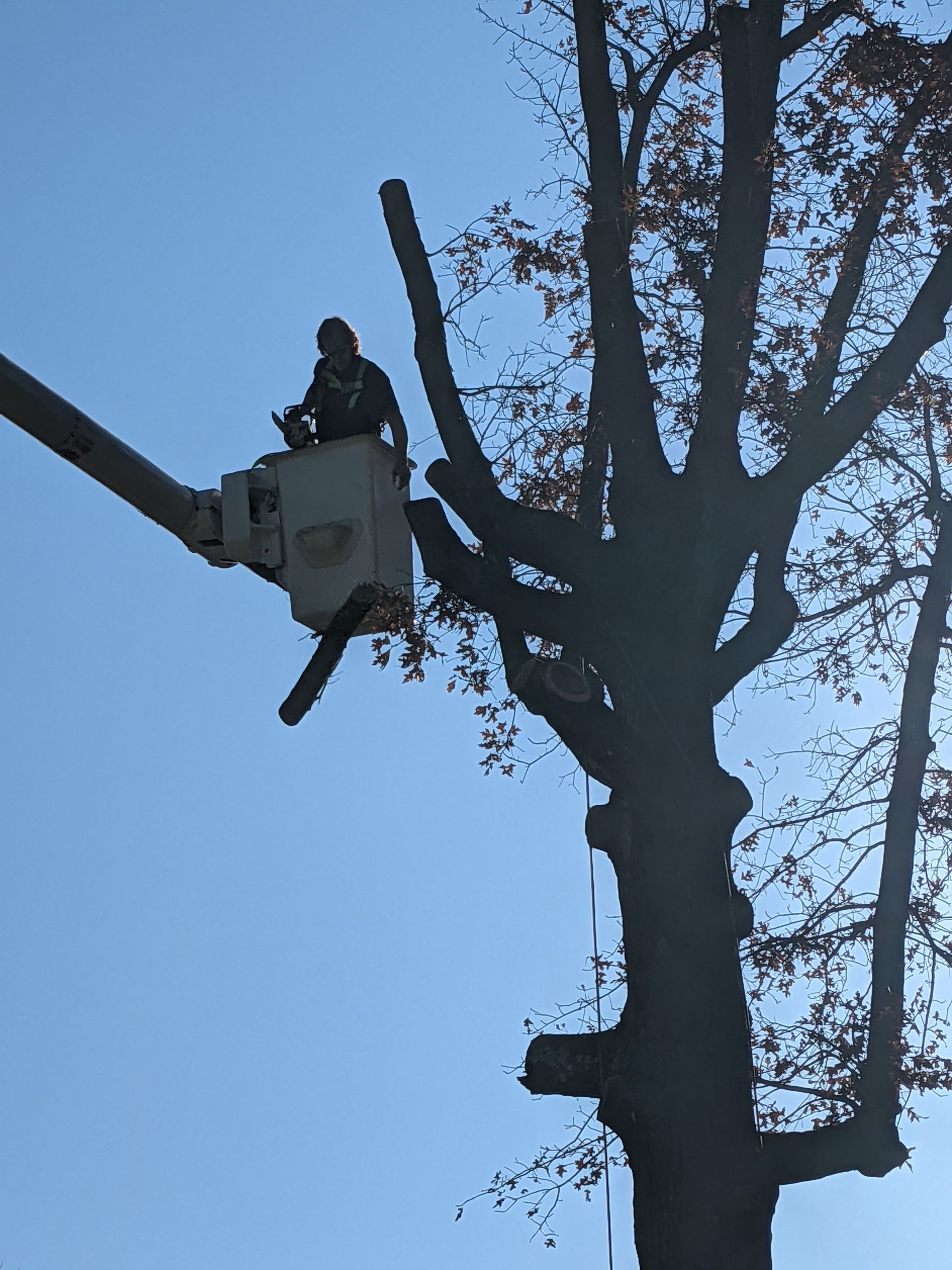 A man in a bucket is cutting a tree