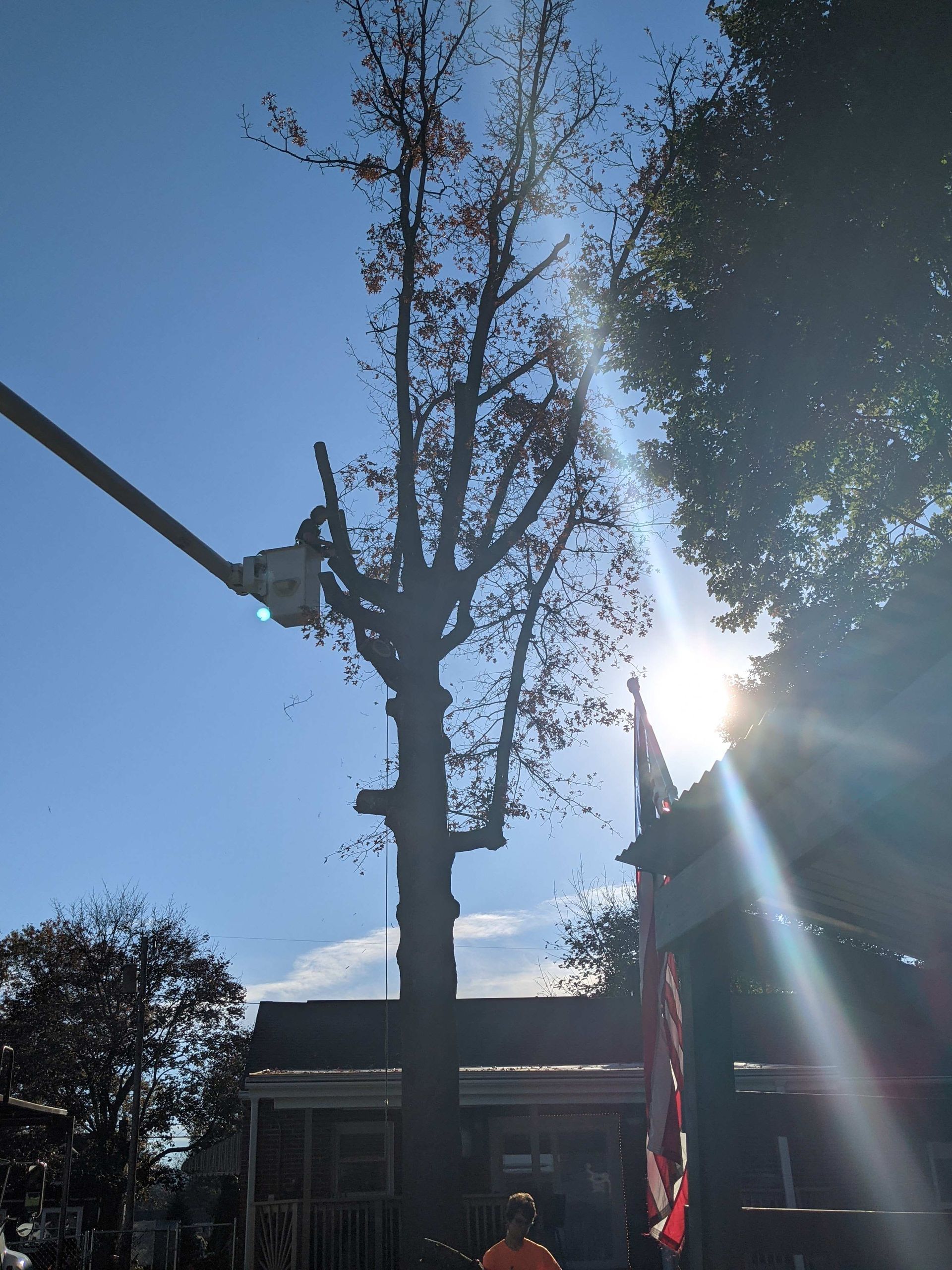The sun is shining through the trees and buildings