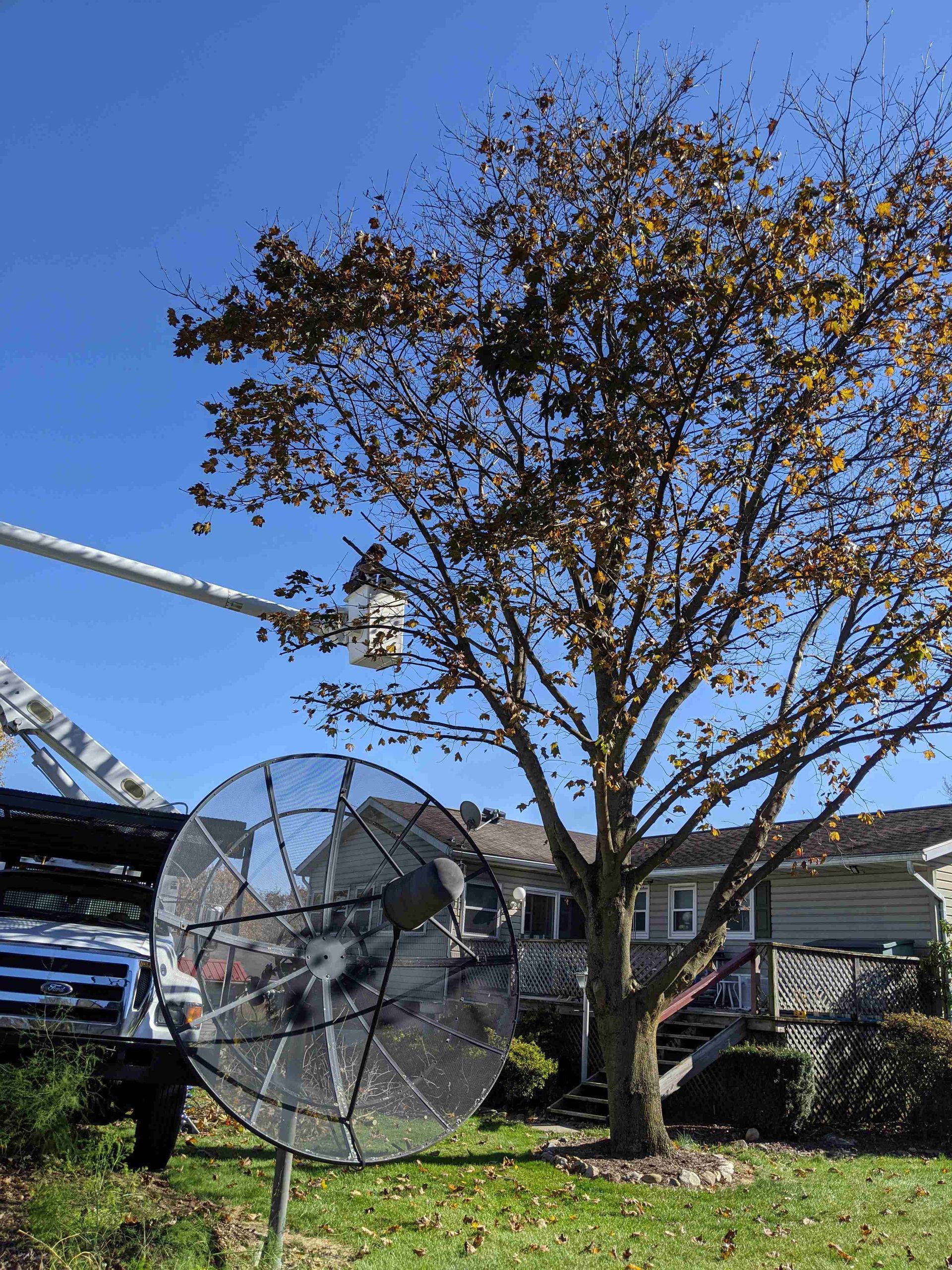 A satellite dish is sitting in front of a tree in a yard.