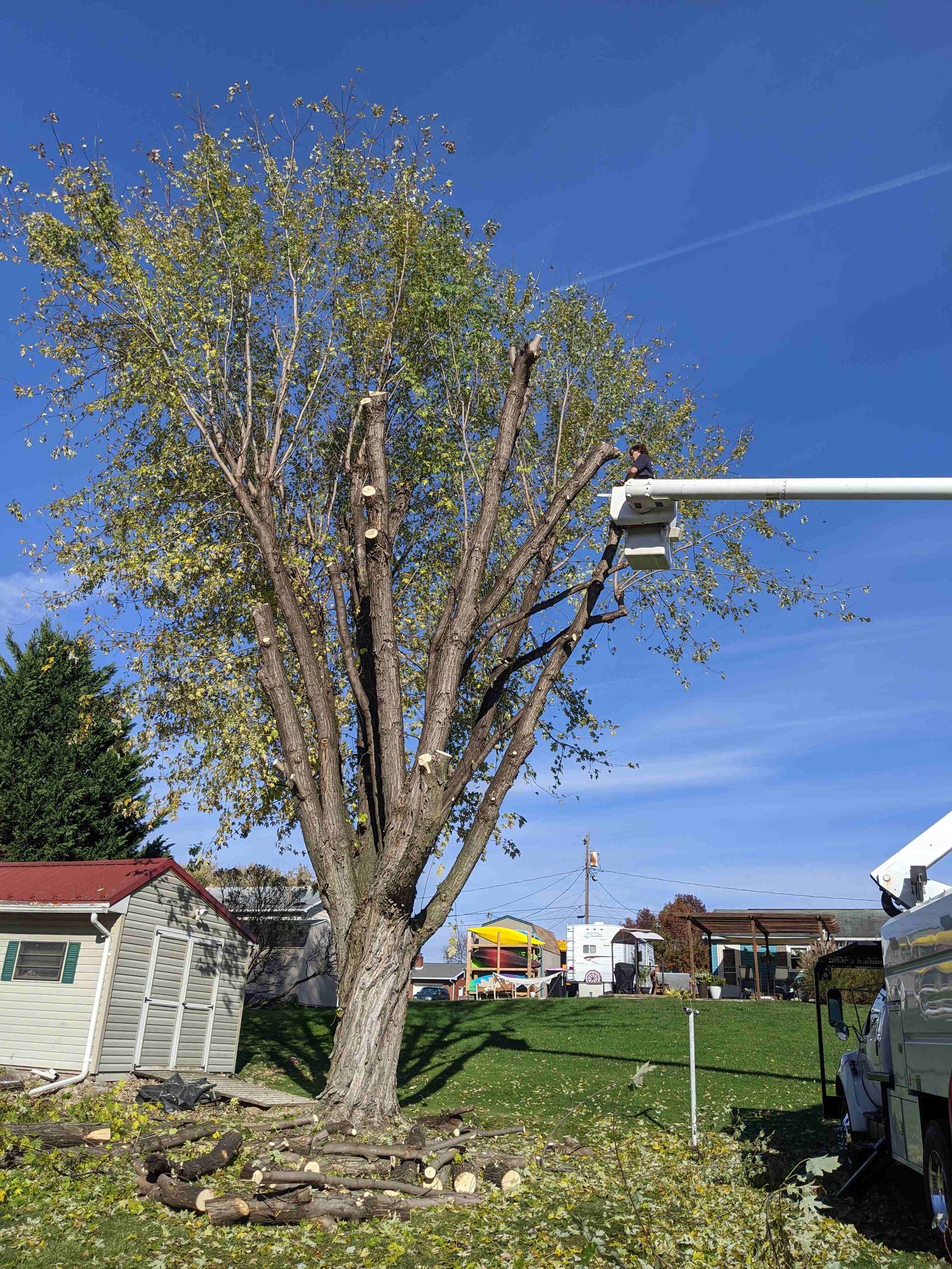 A tree is being cut down by a bucket truck.