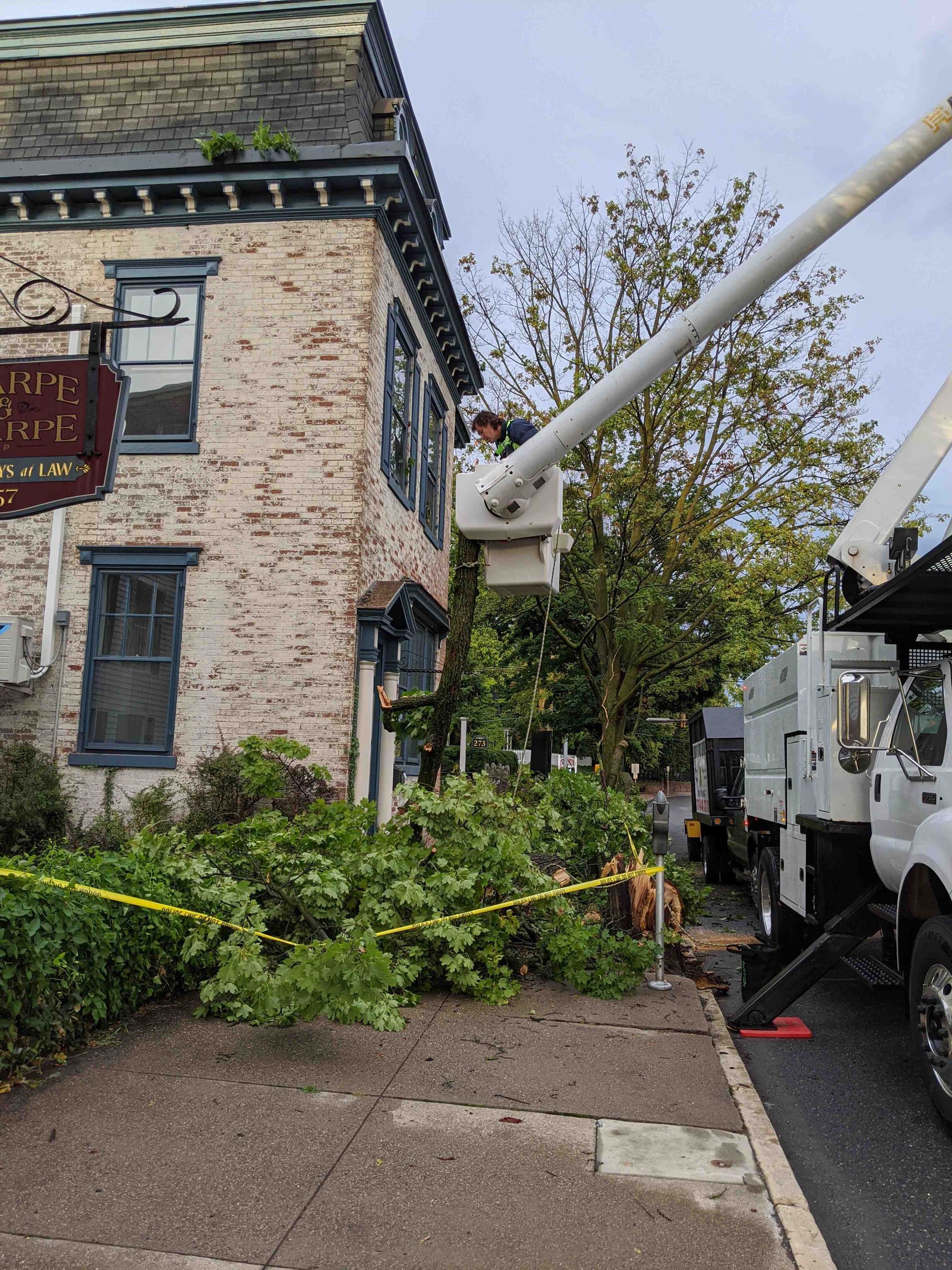A man is cutting a tree with a crane in front of a brick building.