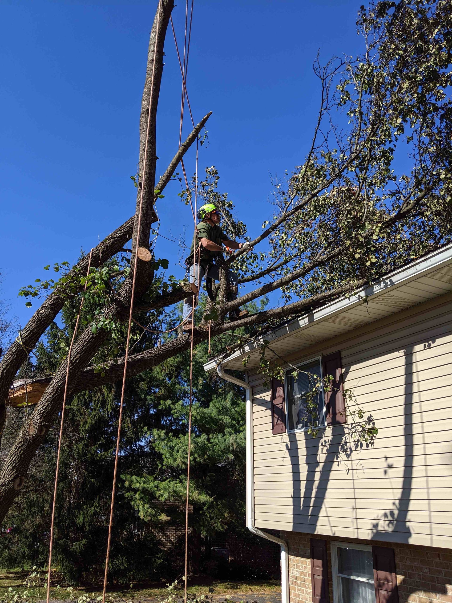 A man is standing on the roof of a house cutting a tree.