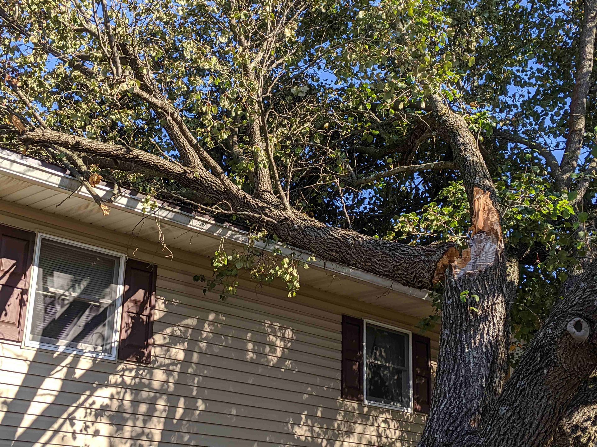 A tree has fallen on the roof of a house.