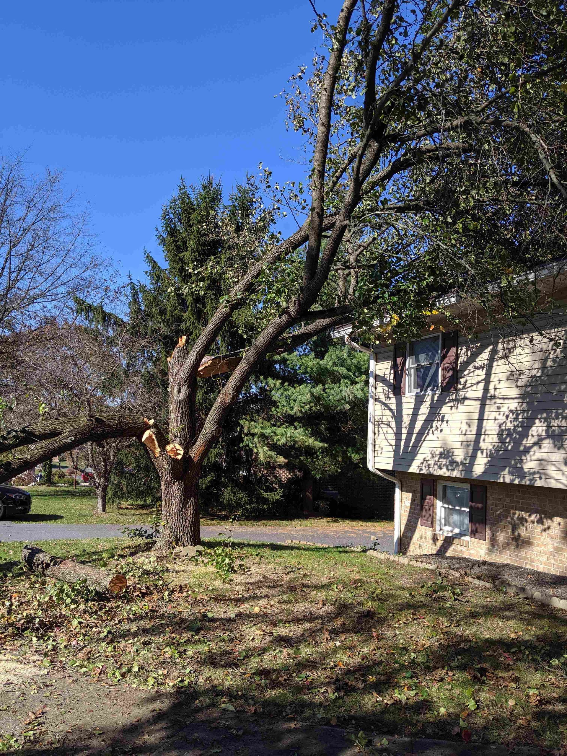 A house with a fallen tree in front of it.