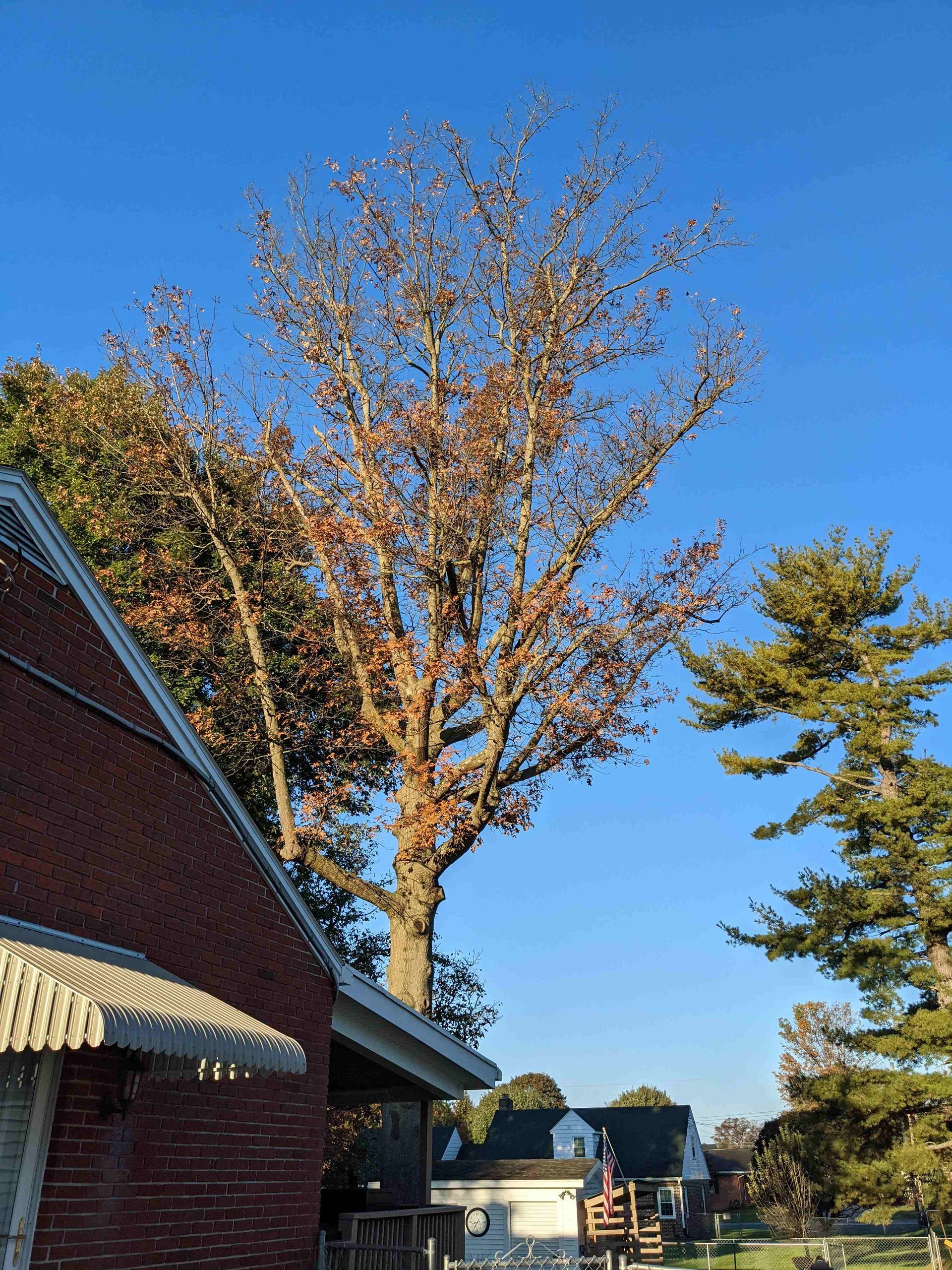 A large tree is growing in front of a brick house.