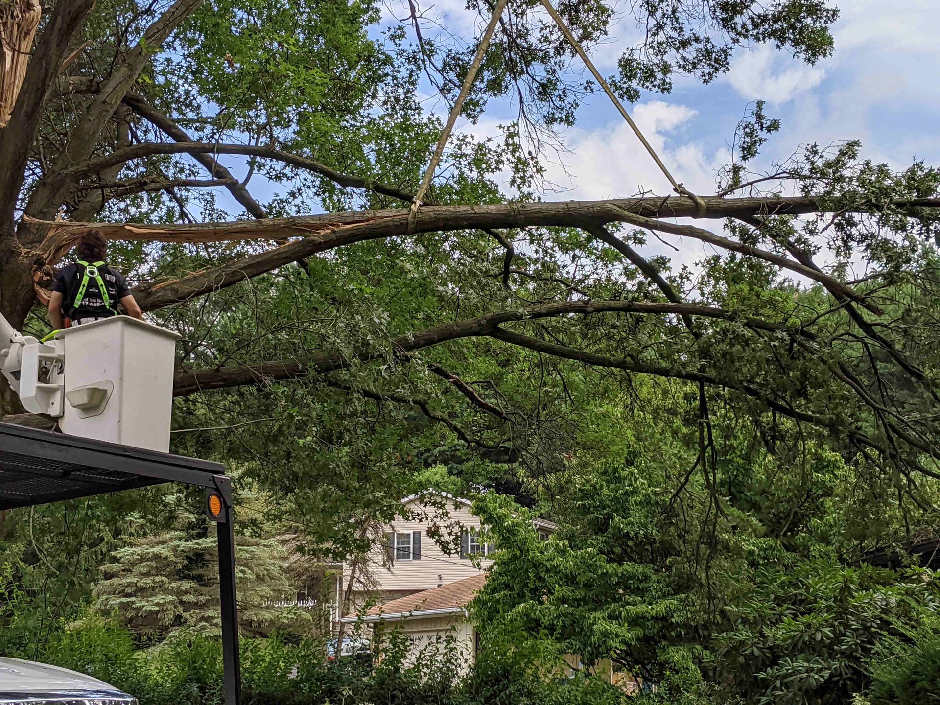 A man in a bucket is cutting a tree.