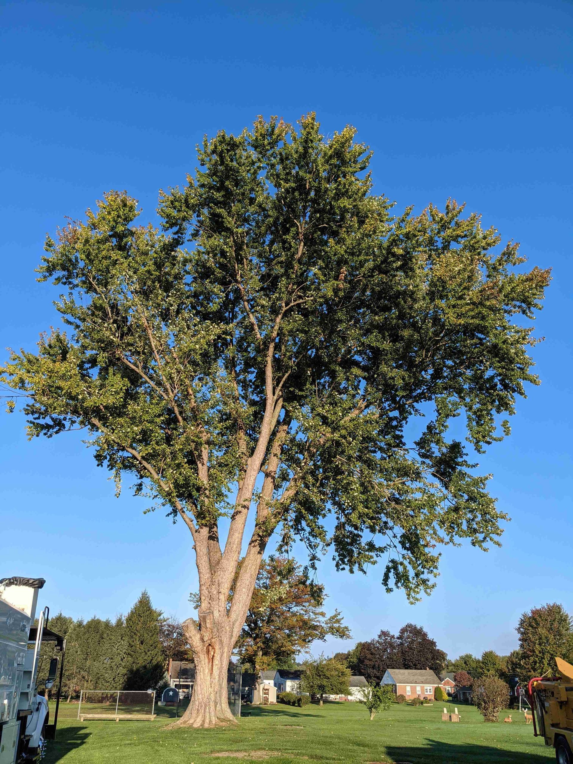 A large tree in a park with a blue sky in the background.