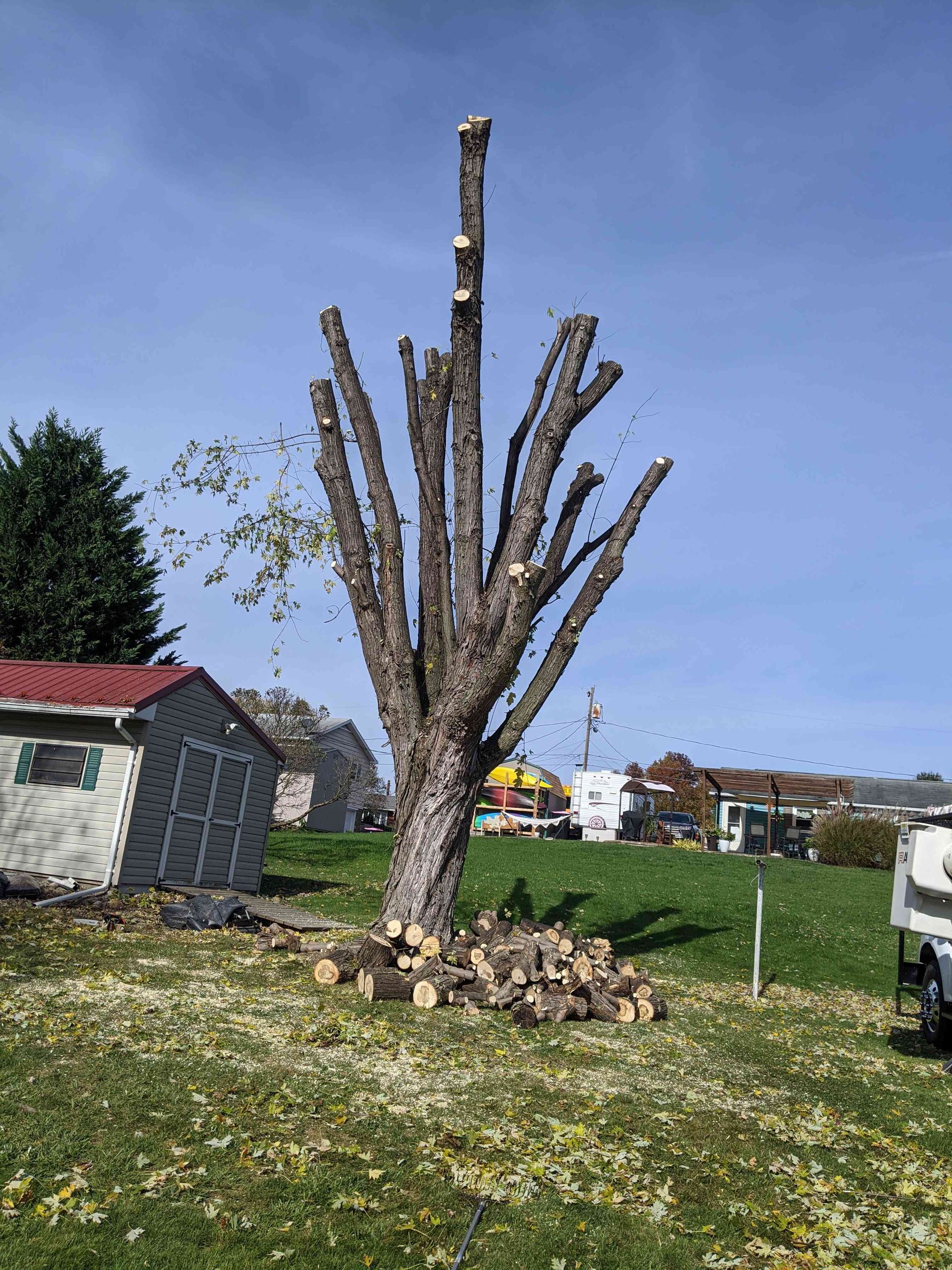 A tree with a lot of branches is sitting in the middle of a grassy field.