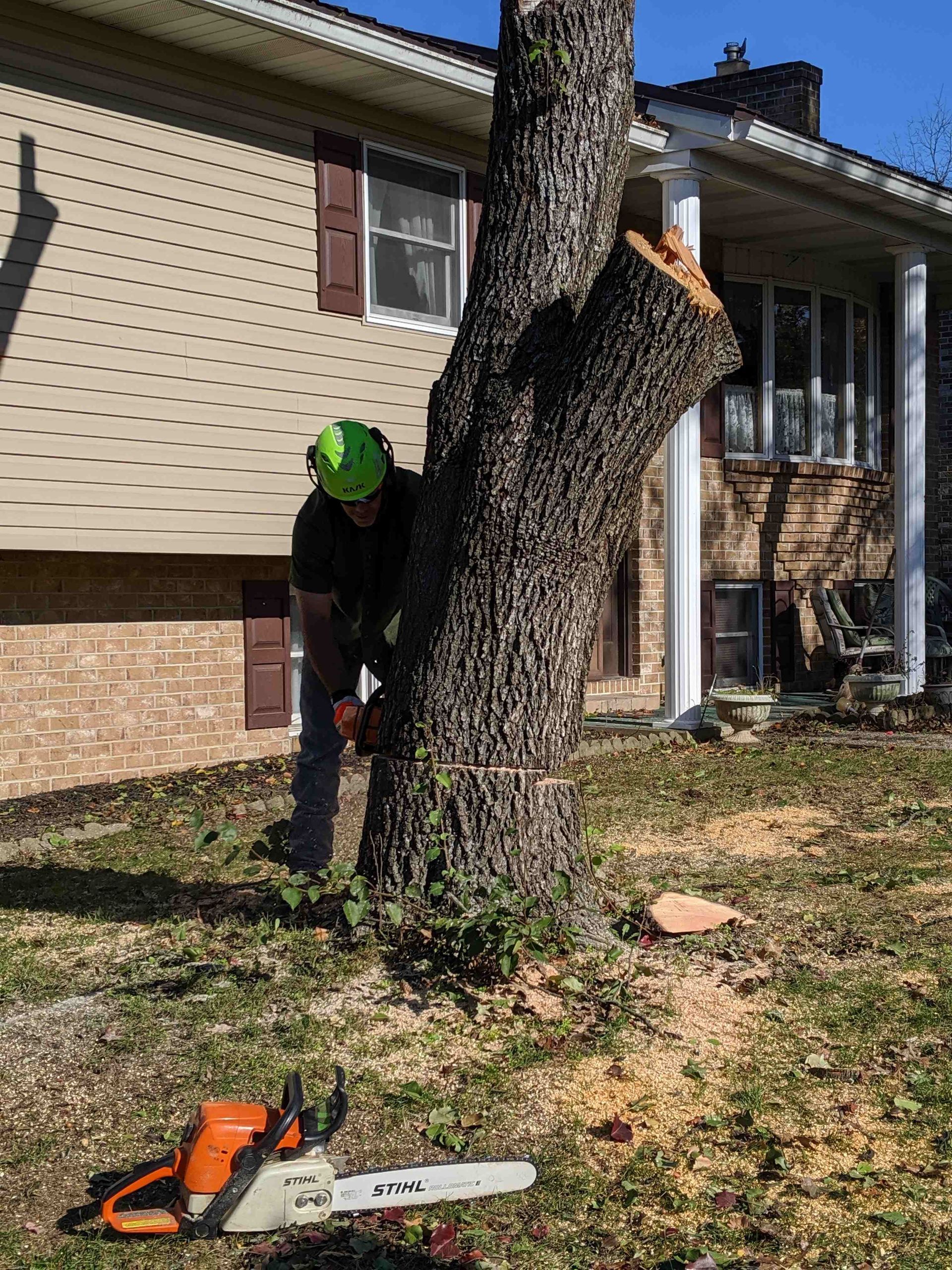 A man is cutting a tree with a chainsaw in front of a house.