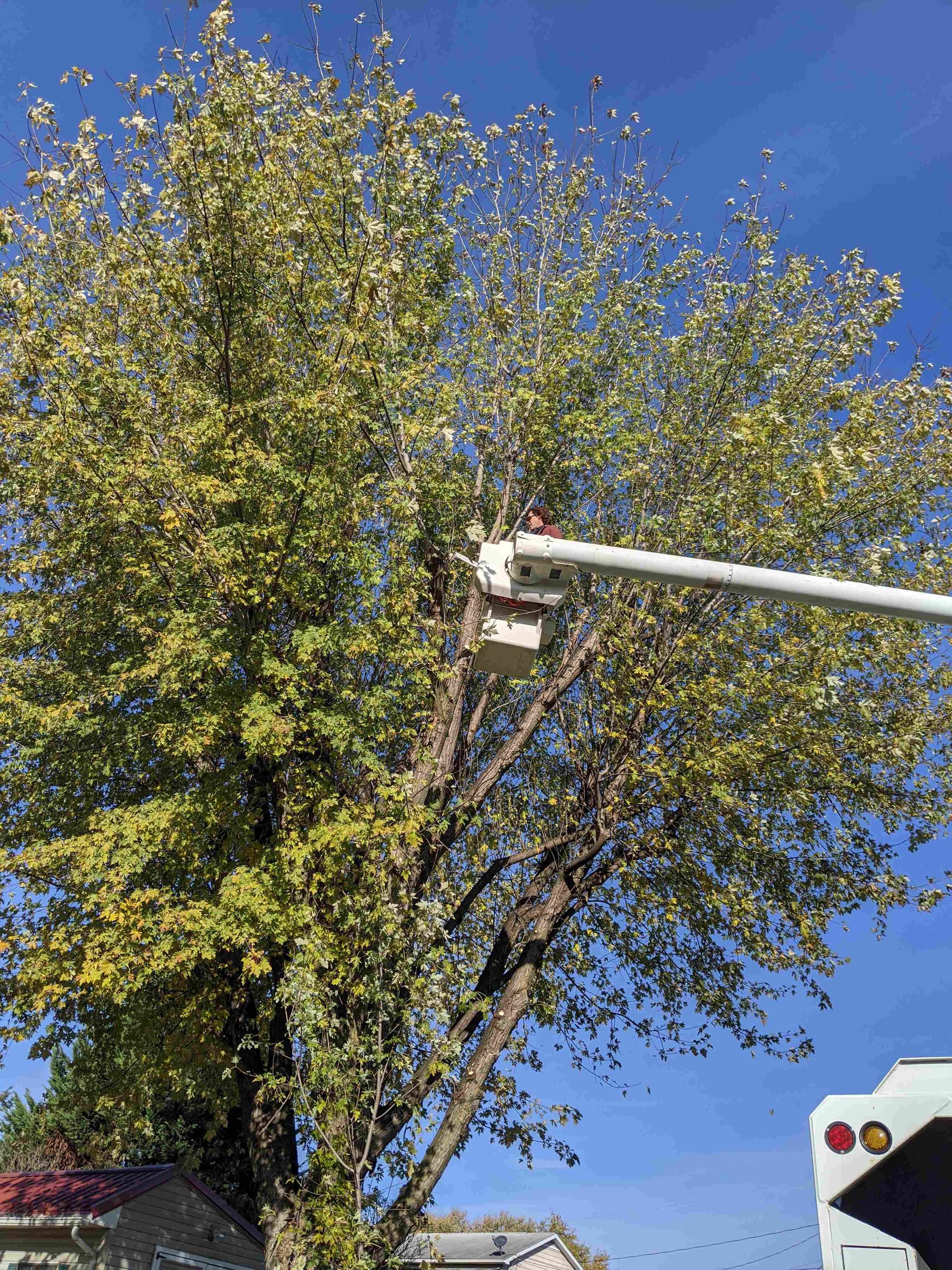 A man is cutting a tree with a bucket truck.