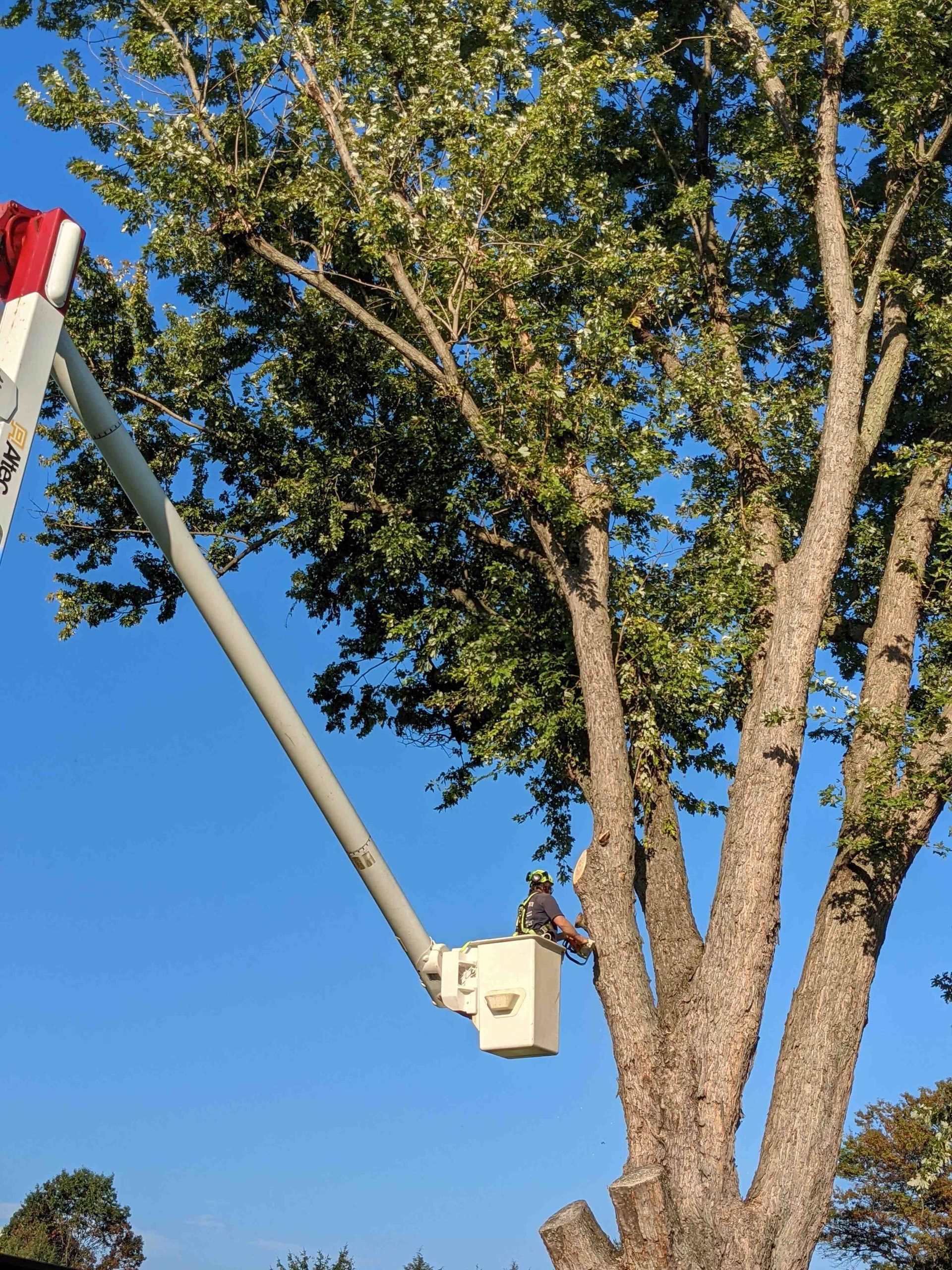 A man in a bucket is cutting a tree