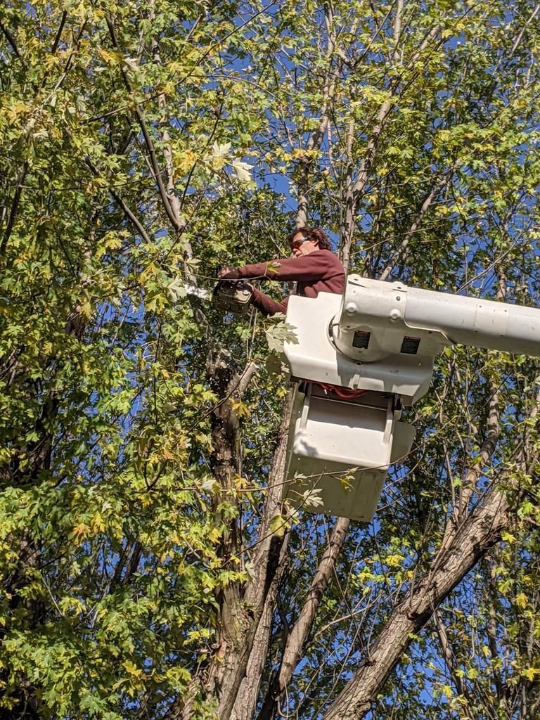 A man is cutting a tree with a chainsaw in a bucket.