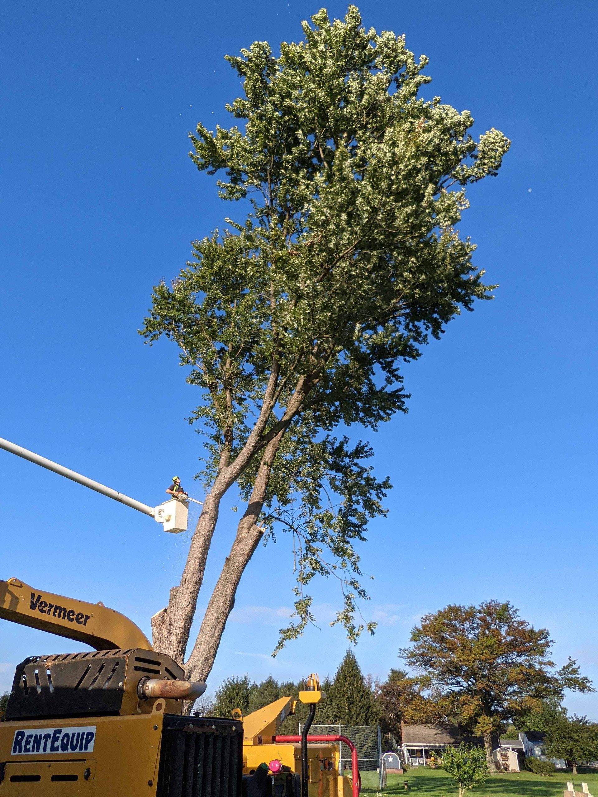 A tree is being cut down by a machine that says saint escape