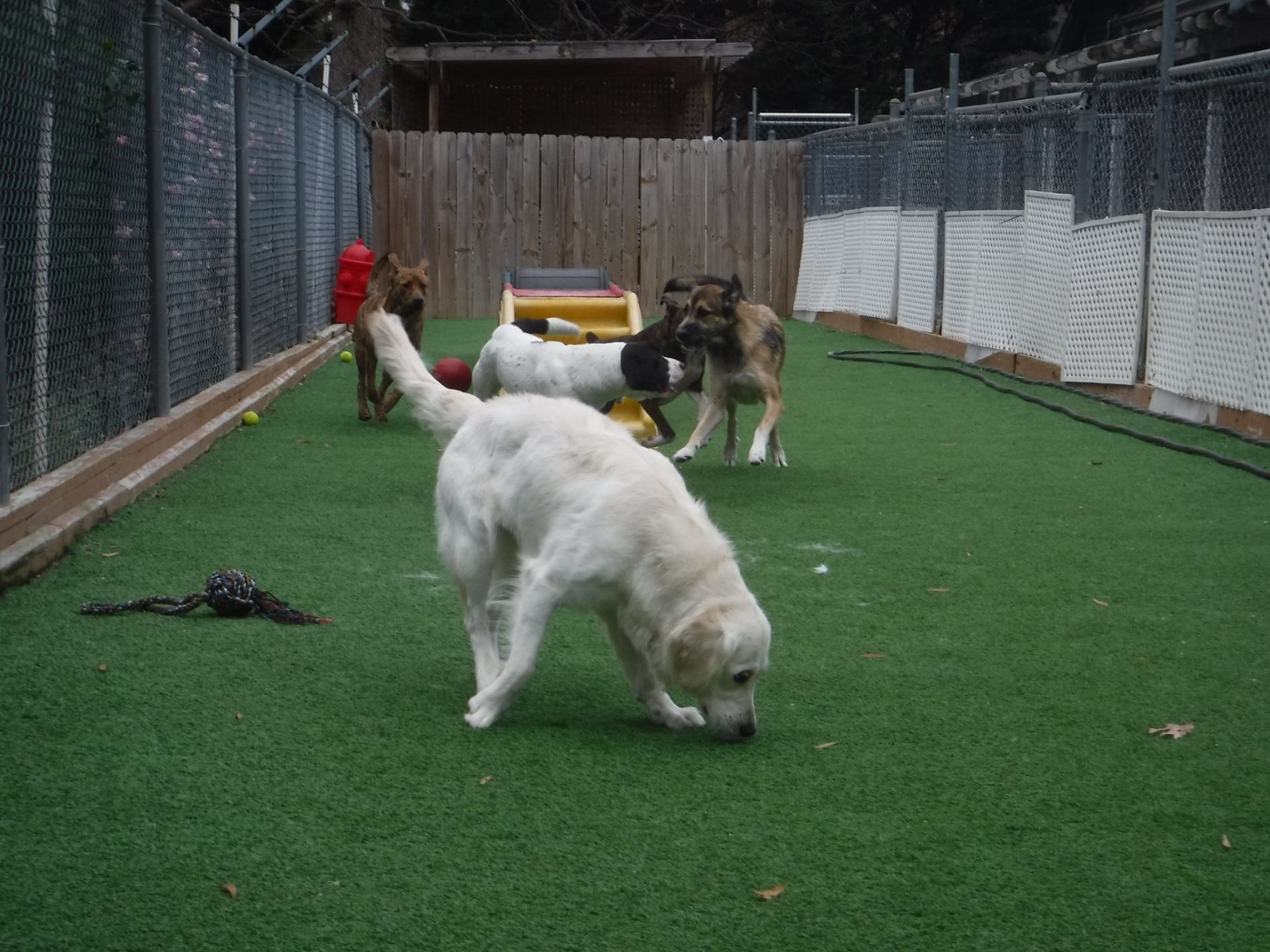 Animal Care Services Apex, NC Town and Country Animal Care