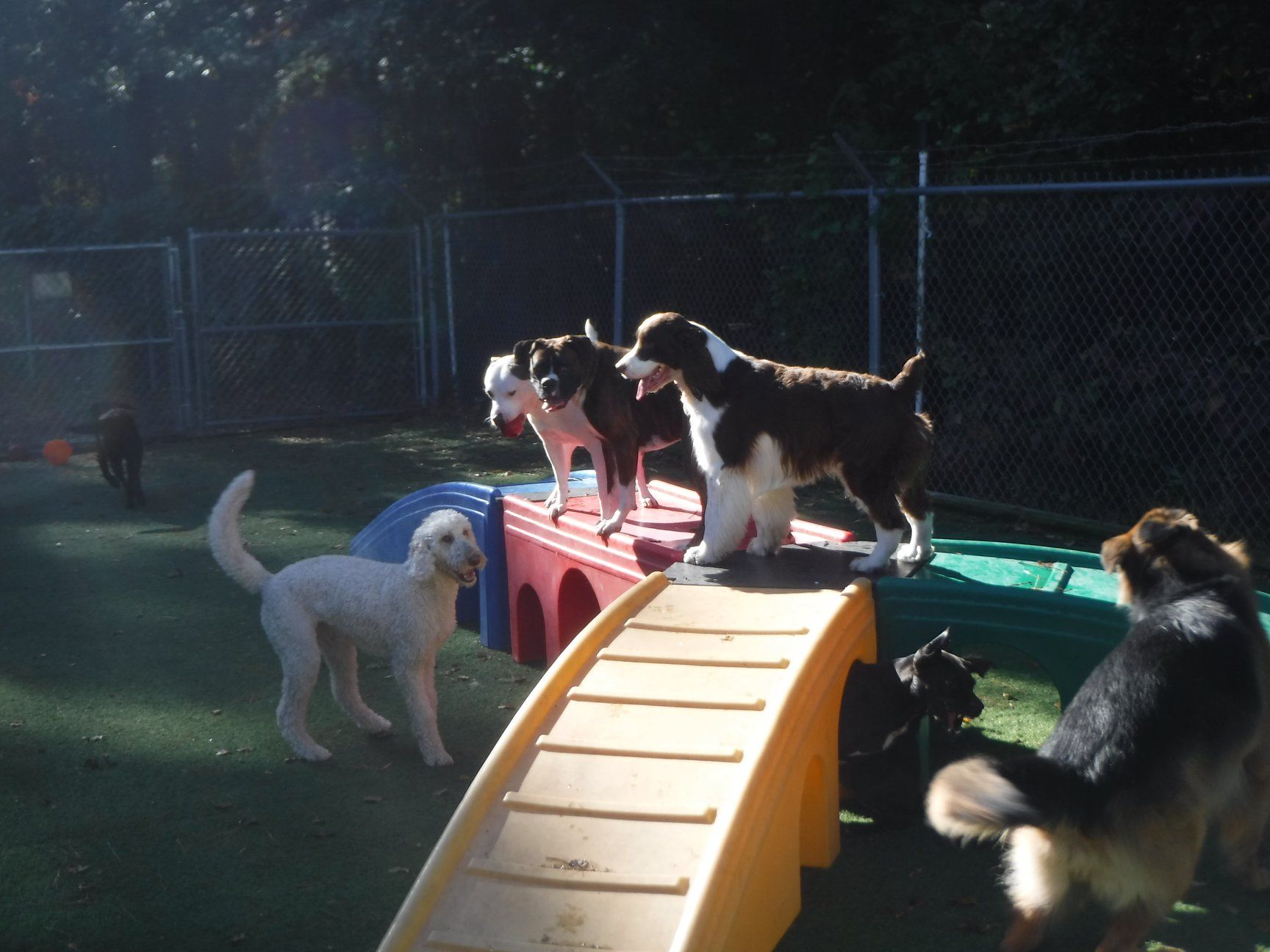 Animal Care Services Apex, NC Town and Country Animal Care