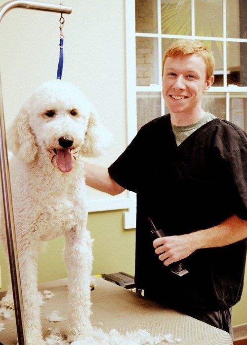 Bryan Grooming A Dog — Apex, NC — Town And Country Animal Care