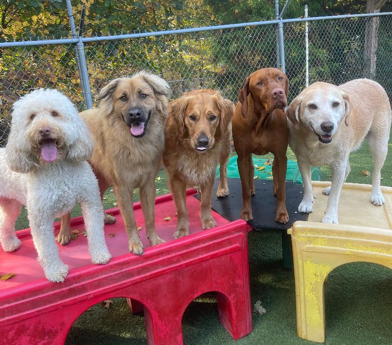 Two Dogs Sitting — Apex, NC — Town And Country Animal Care