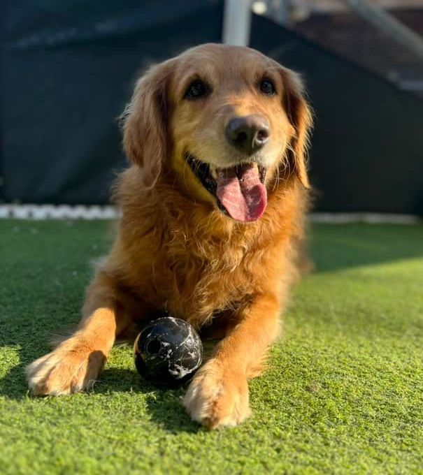 Town and store country doggy daycare