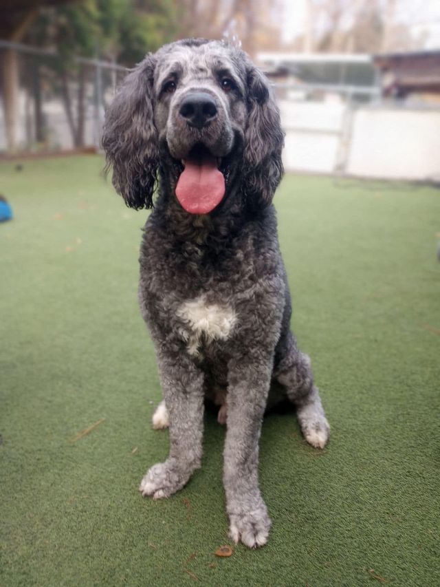 Town and shop country doggy daycare