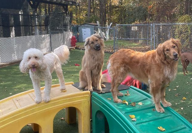 Doggy Daycare Services | Apex, NC | Town and Country Animal Care
