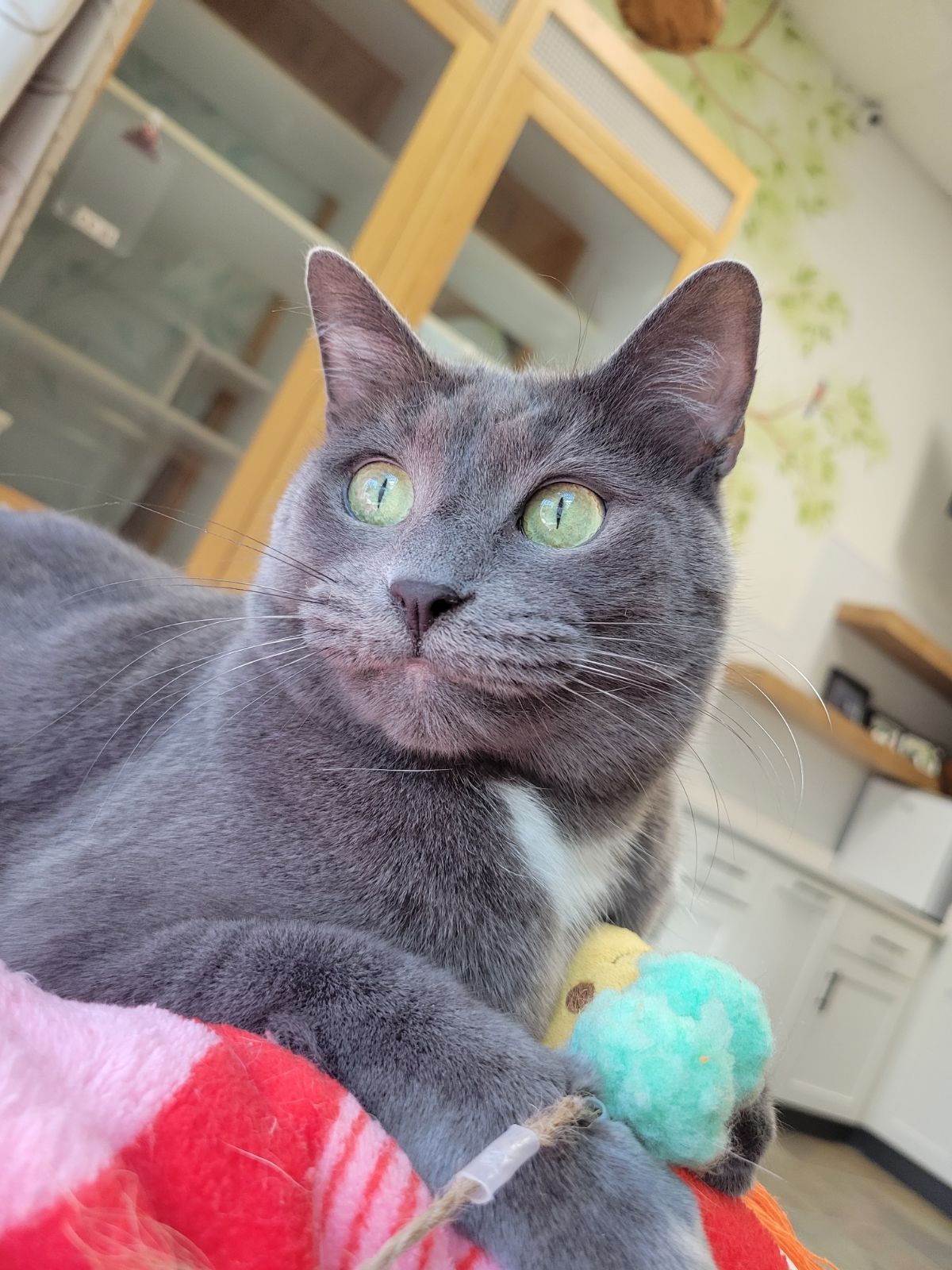 Running Cat — Apex, NC — Town And Country Animal Care