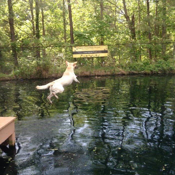 Dog Jumping On The Water — Apex, NC — Town And Country Animal Care