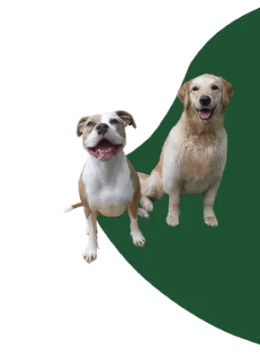 Animal Care Services | Apex, NC | Town and Country Animal Care