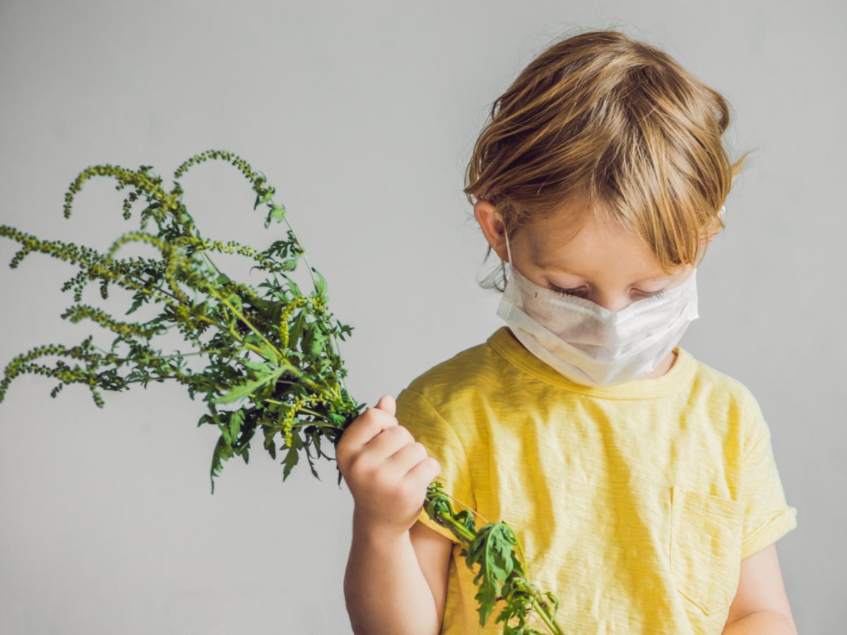 Child holding ragweed, a common allergen in Tampa during Fall