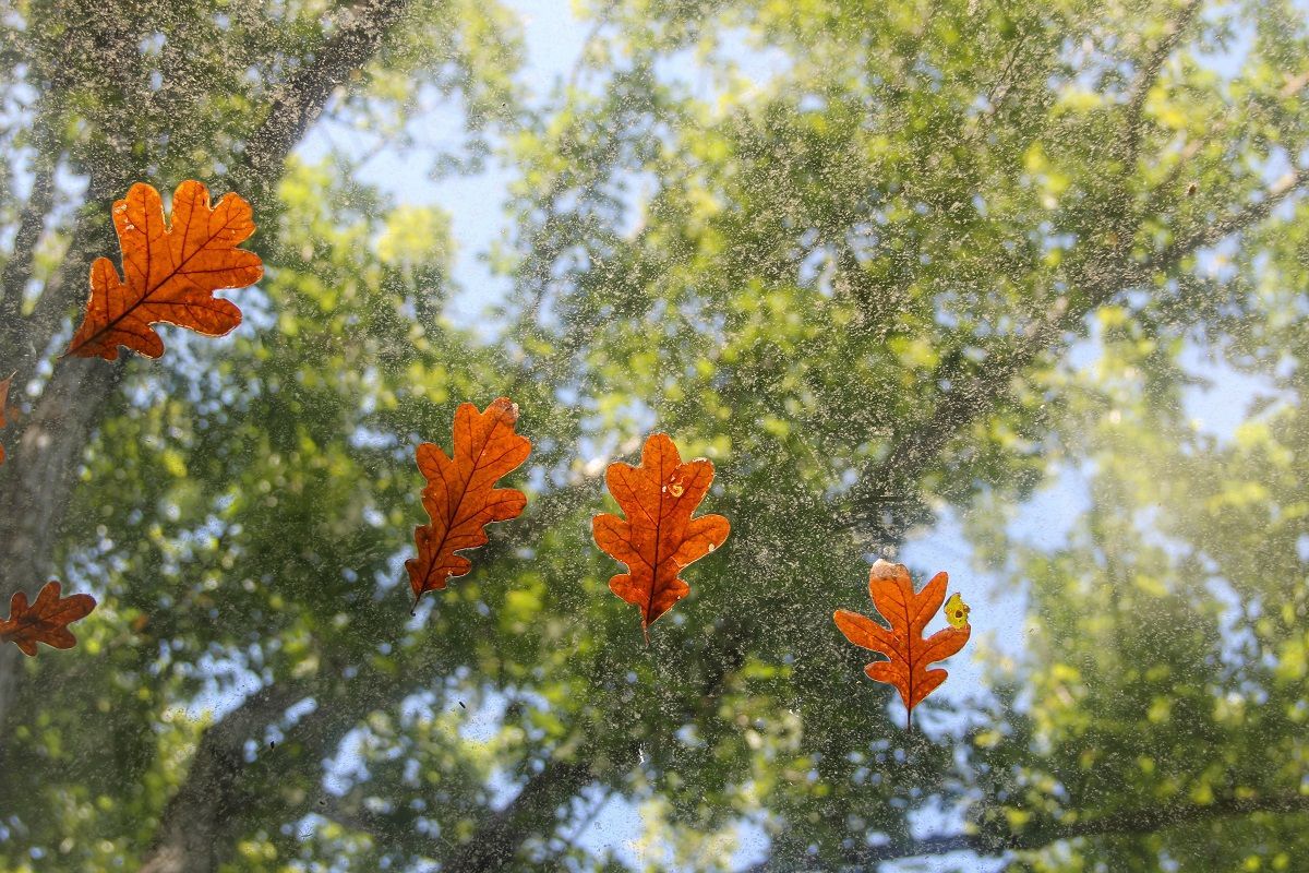 oak pollen