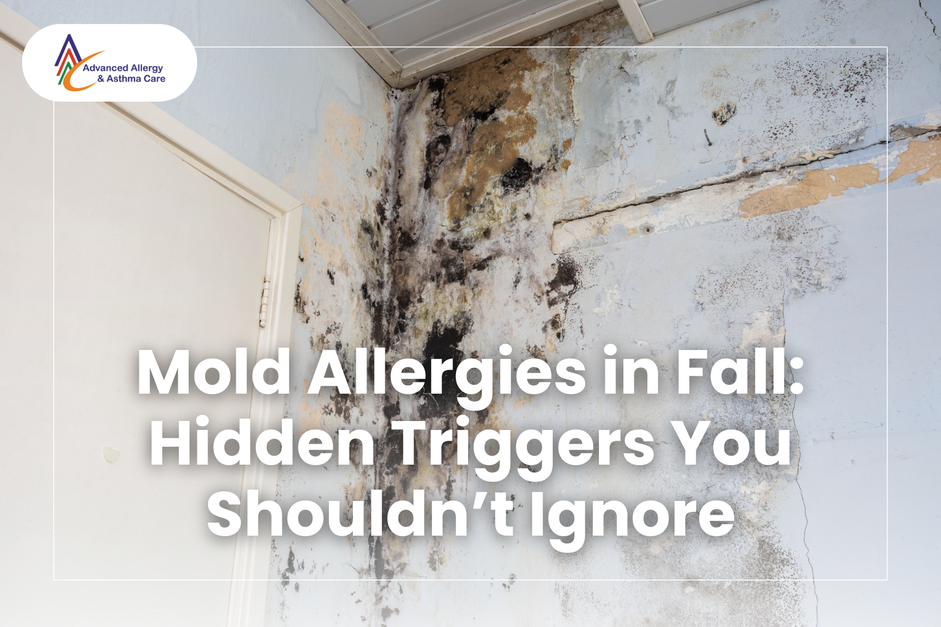 Hidden mold allergy triggers on a damp, cracked indoor wall showing severe black mold growth near a 