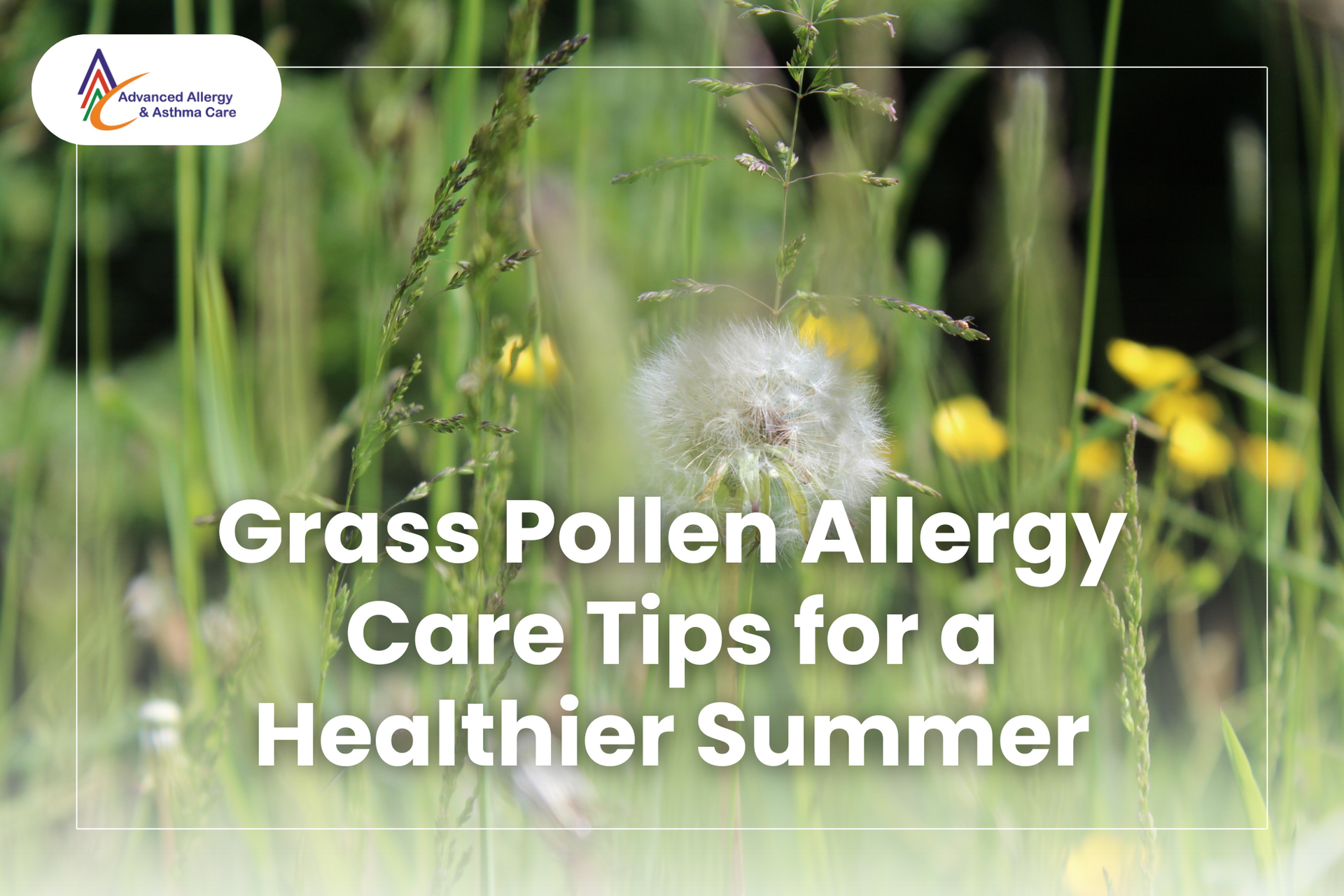 A dandelion in a grassy field, which is a common trigger for people with grass allergy.