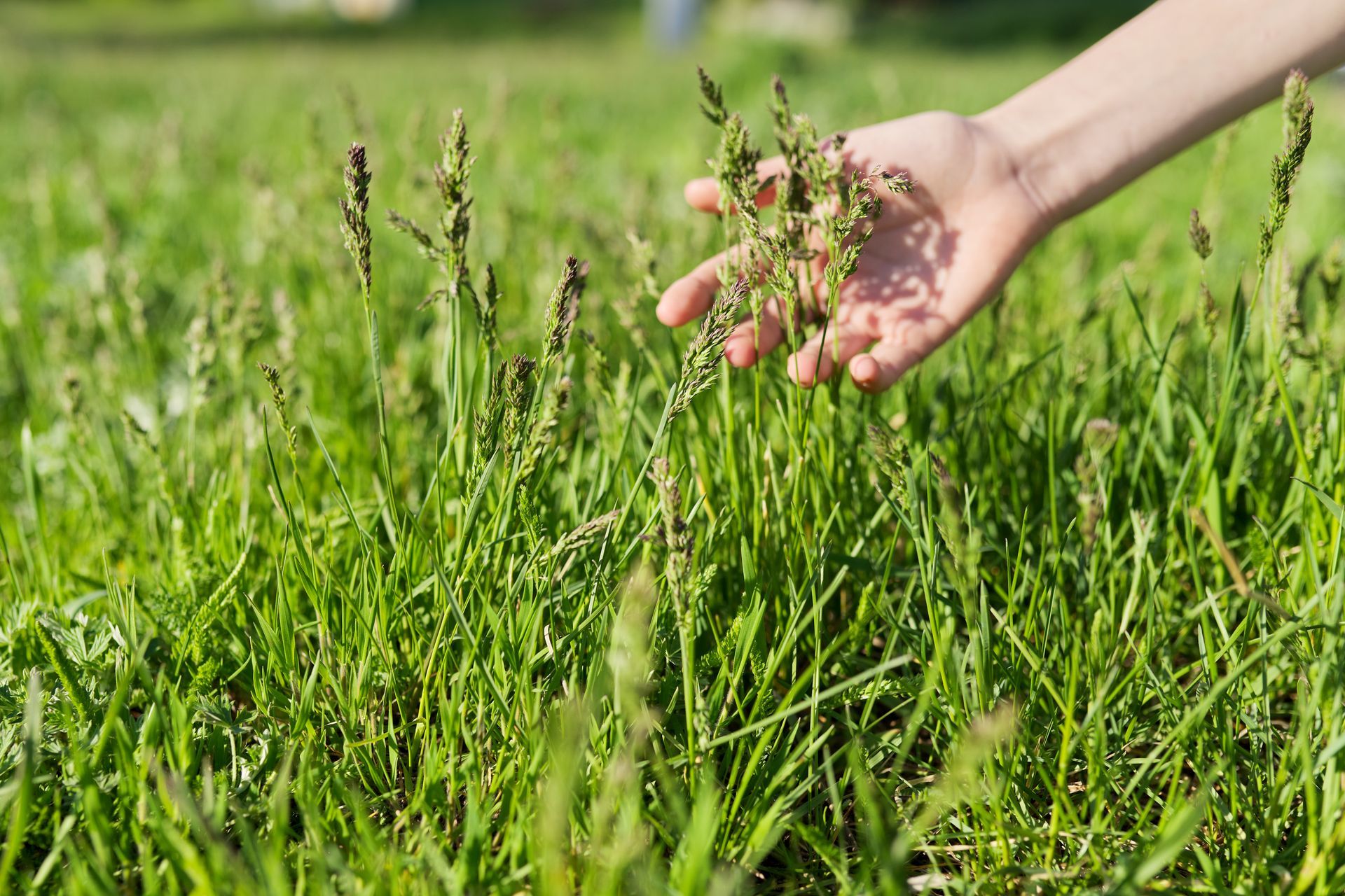 A person is touching the grass with their hand.