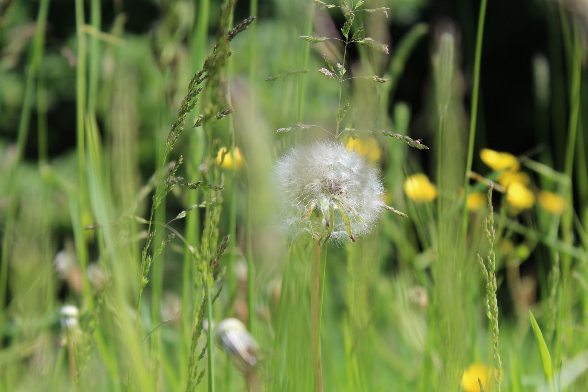 A dandelion puff in a grassy field on a sunny day, which is a common trigger for people with grass allergy.