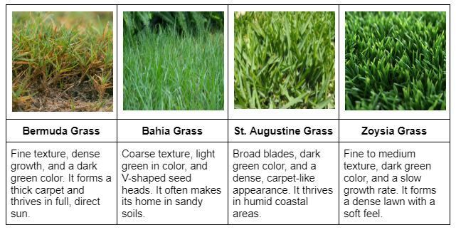 A table showing different types of grass and their characteristics