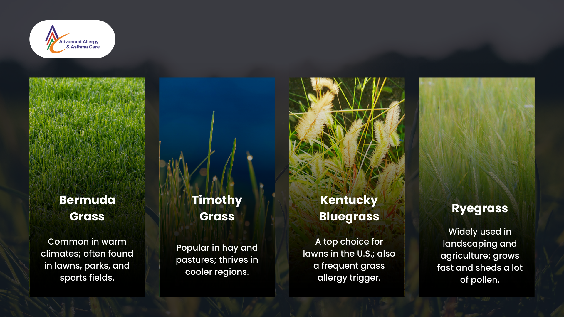 common grass allergy triggers
