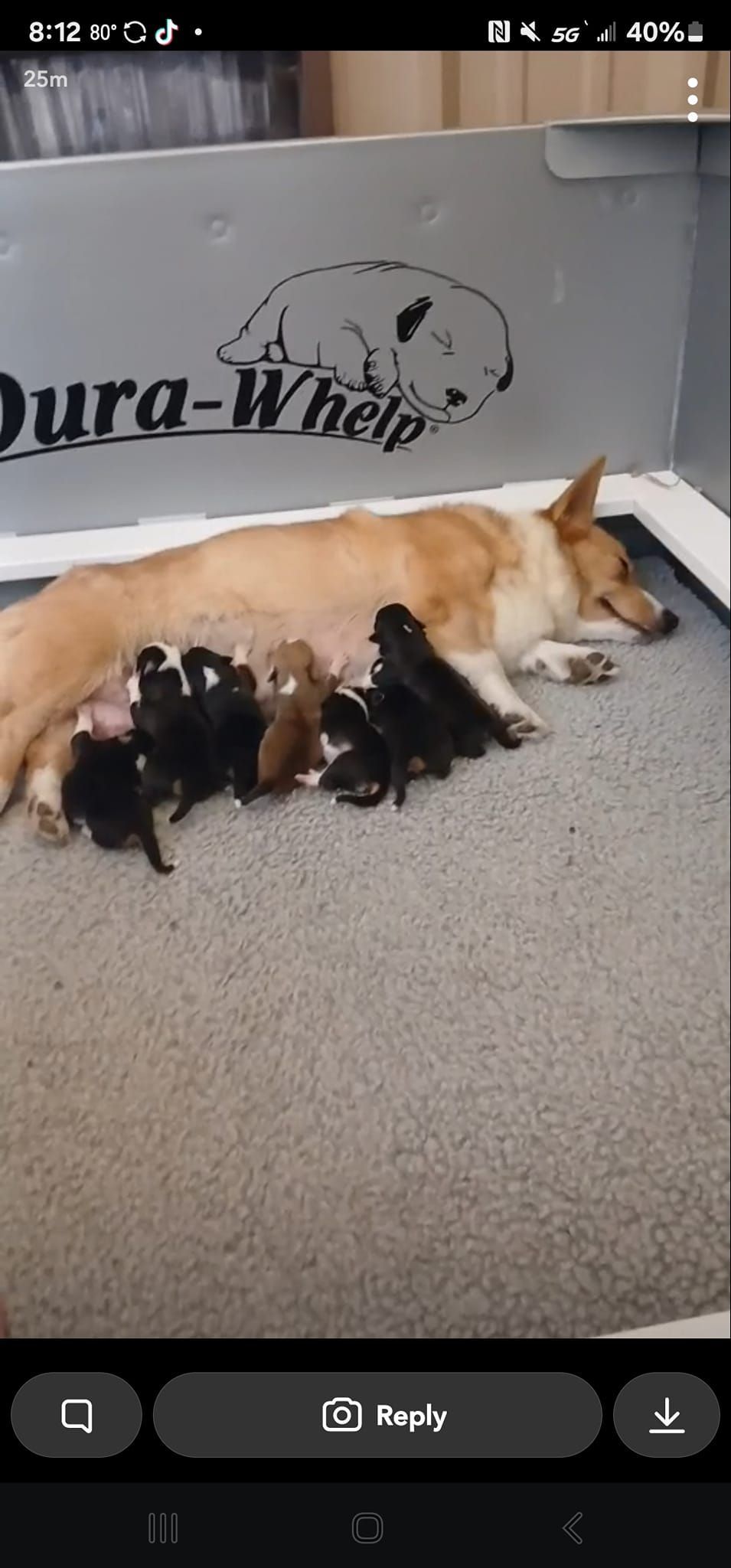 A dog is laying on the floor nursing her puppies.