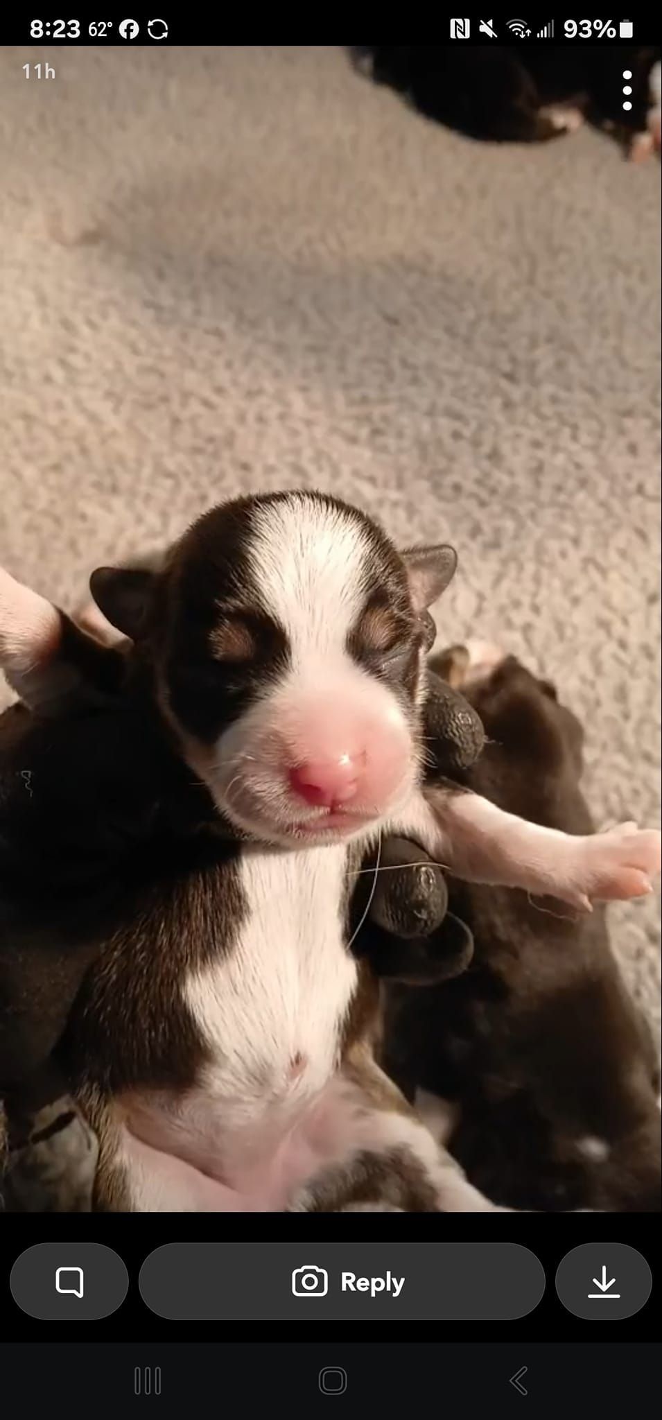 A person is holding a black and white puppy in their hands.