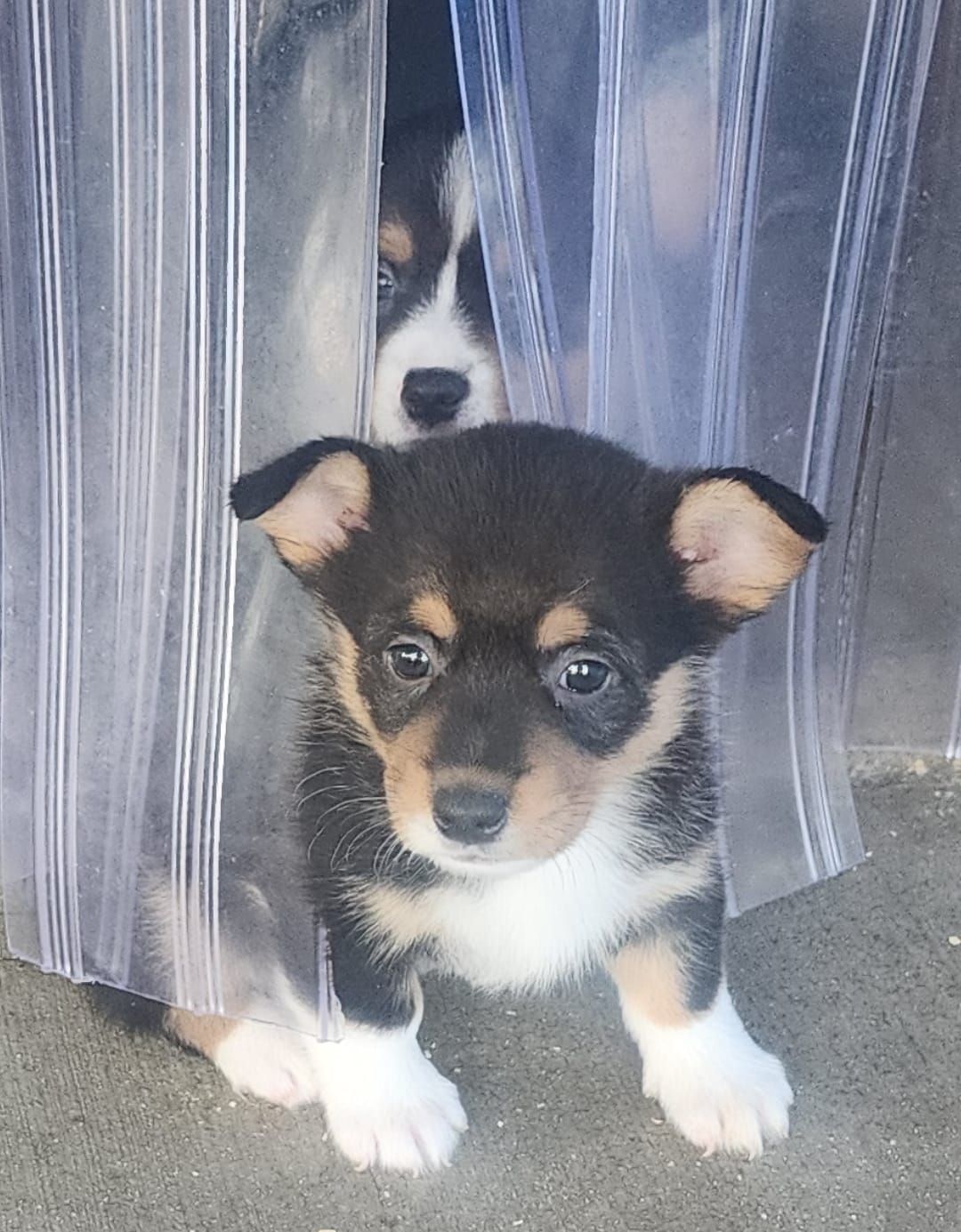 Two puppies are peeking out from behind a clear plastic curtain.