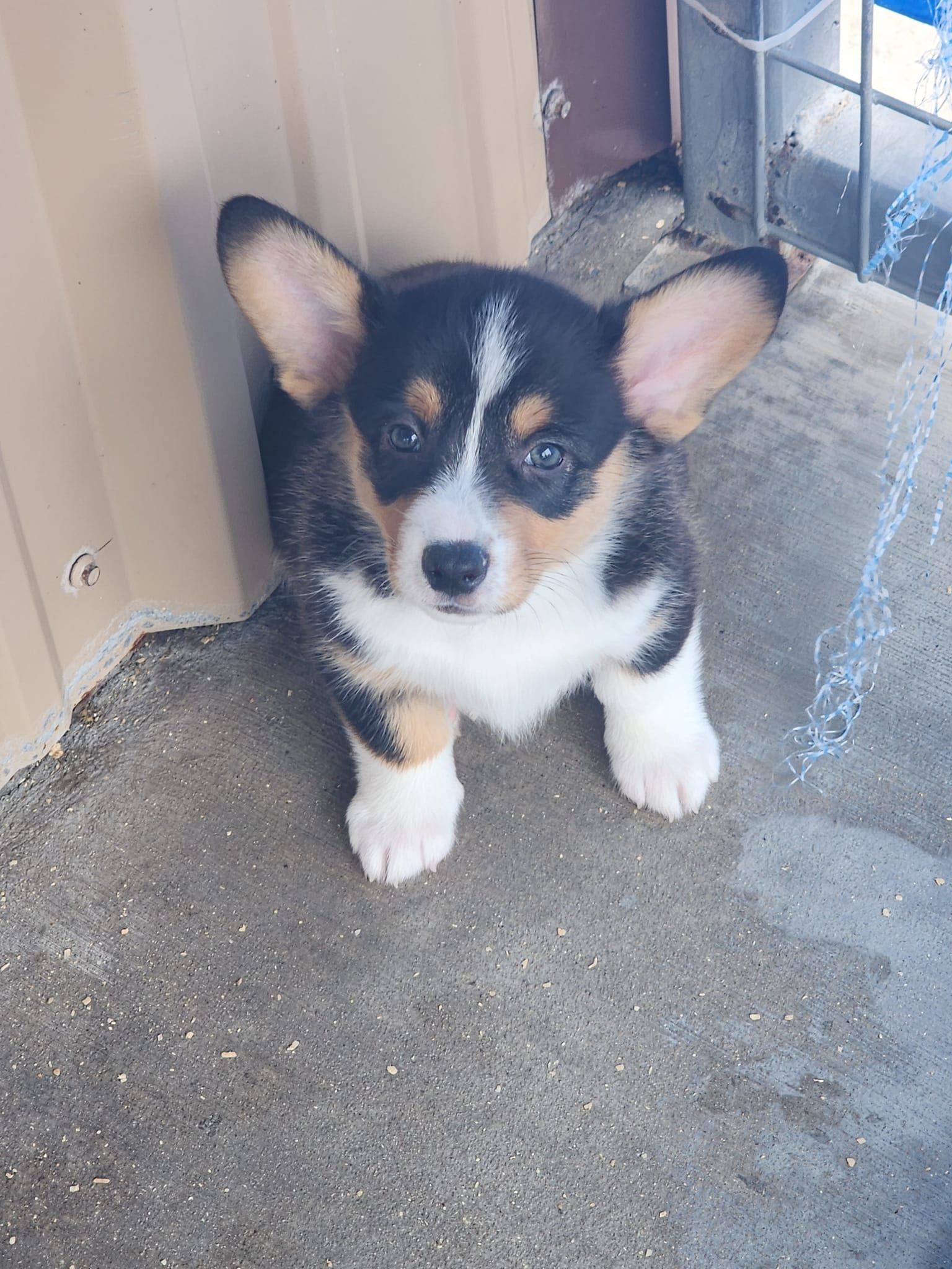 A black and white puppy is standing on the ground next to a wall.