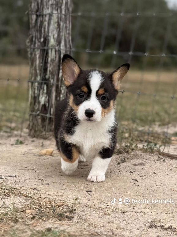 A black and white corgi puppy is running in a field next to a fence.