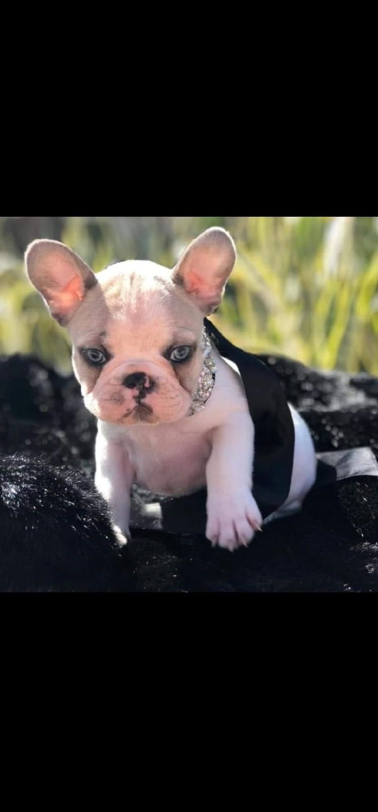 A small brown and white dog with a tag on its neck