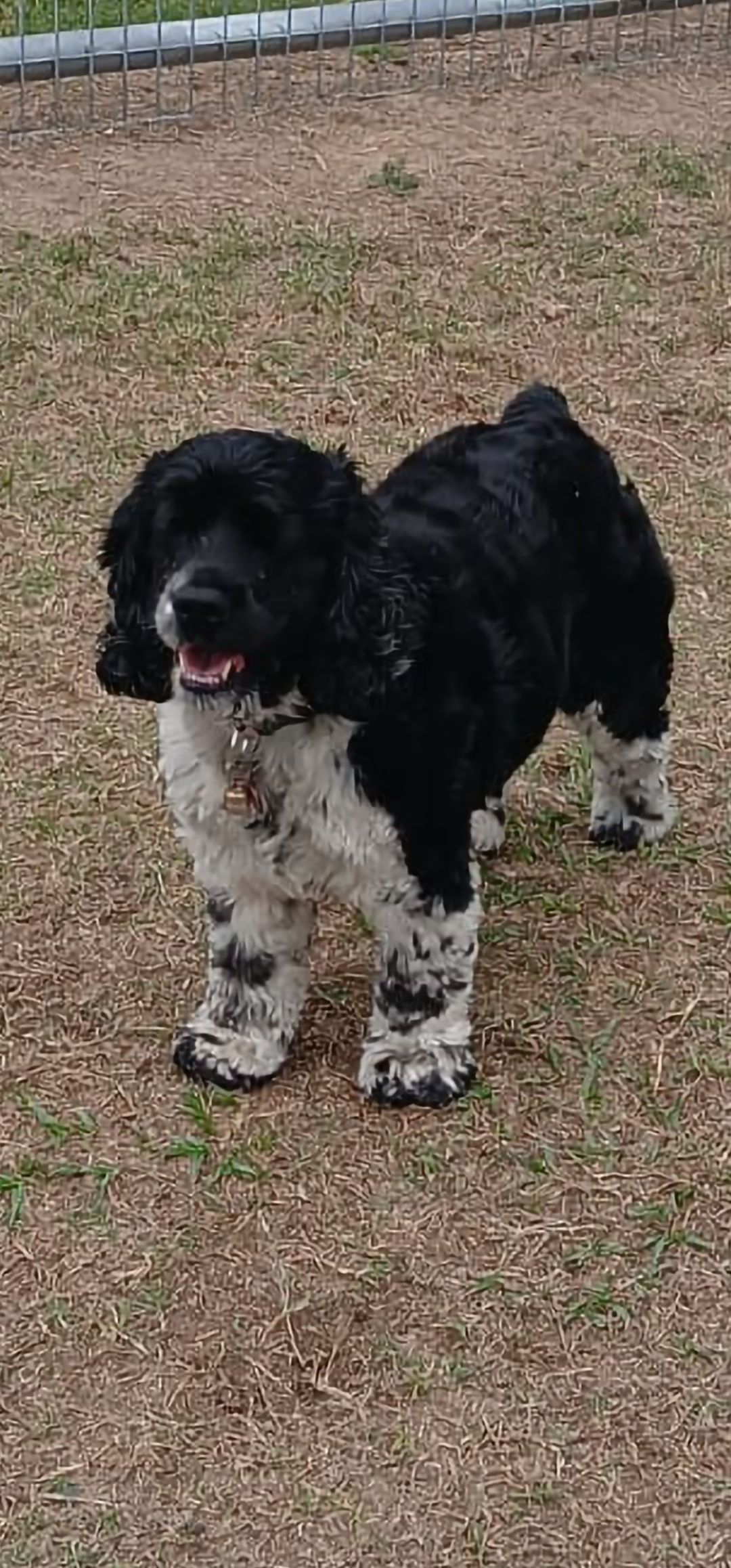 A black and white dog is standing in the grass.