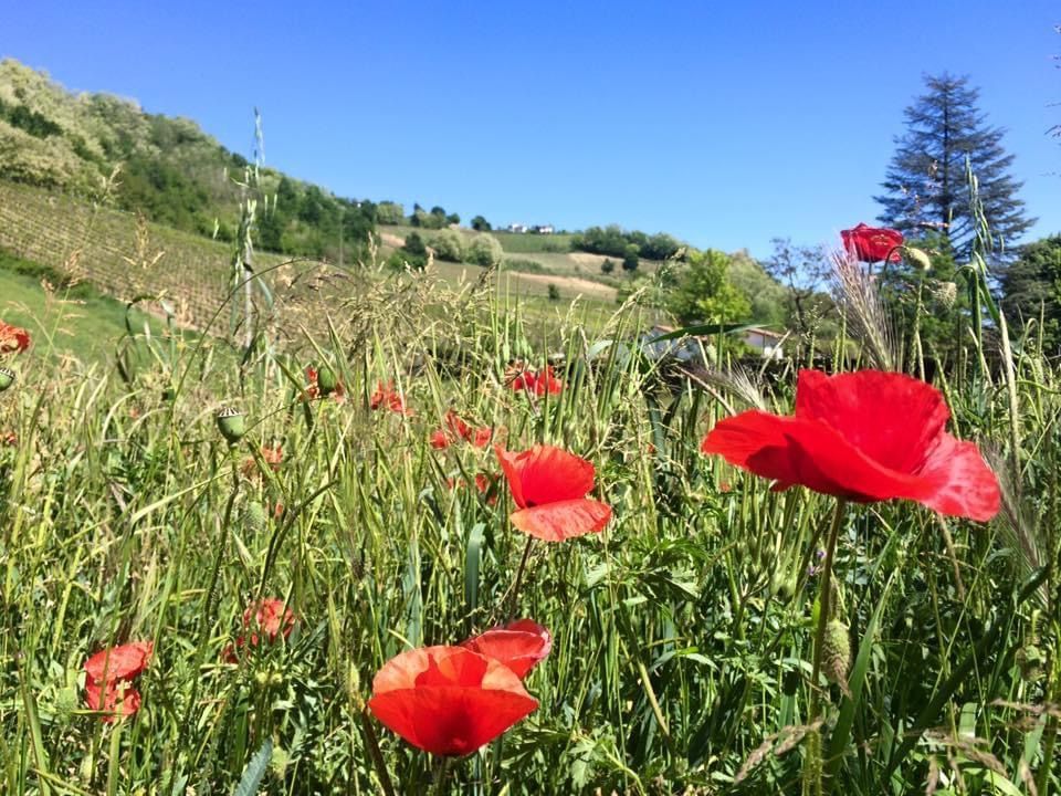 Overweldigende natuur in Mornico Losana