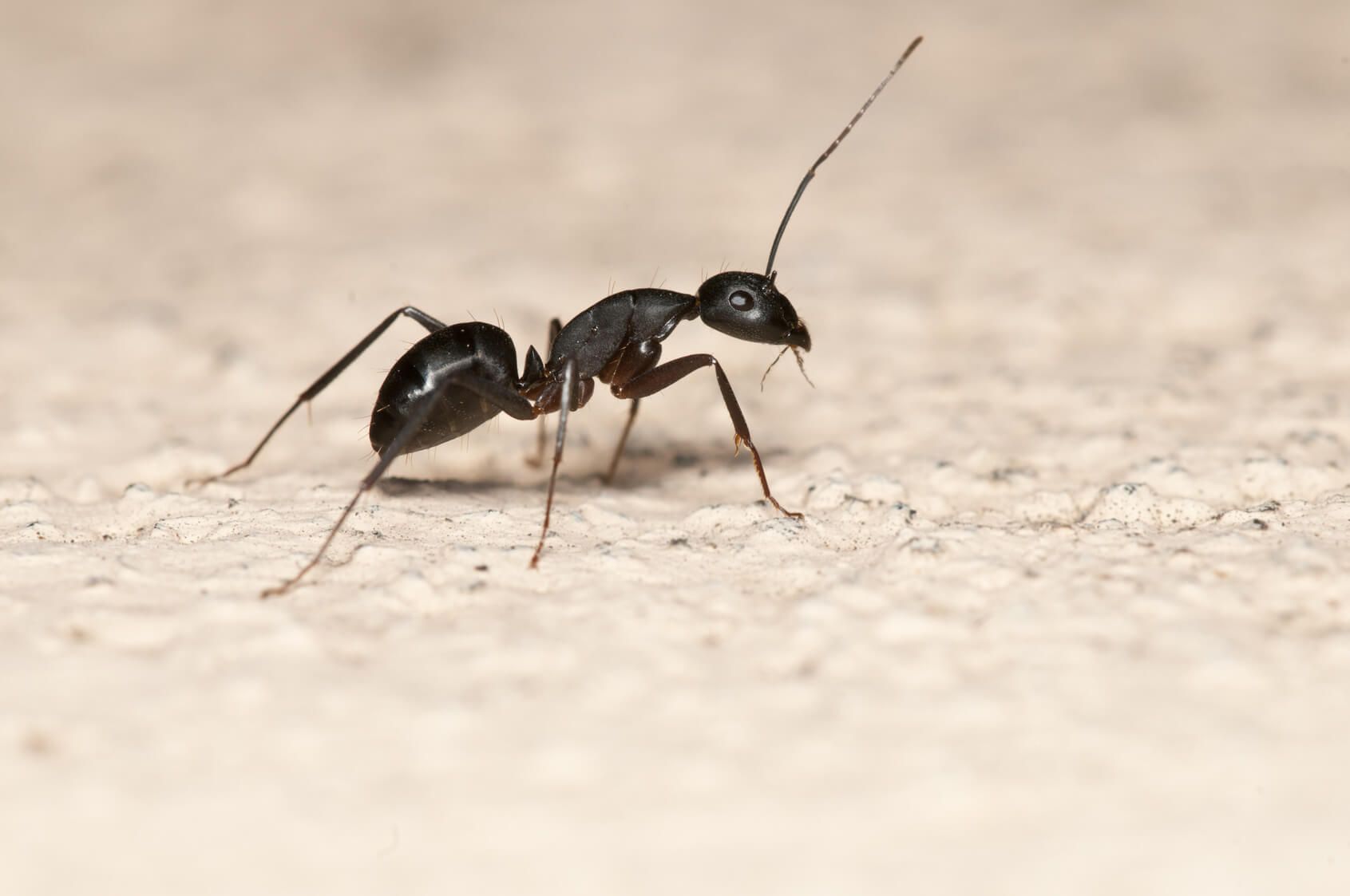 carpenter ant pest service