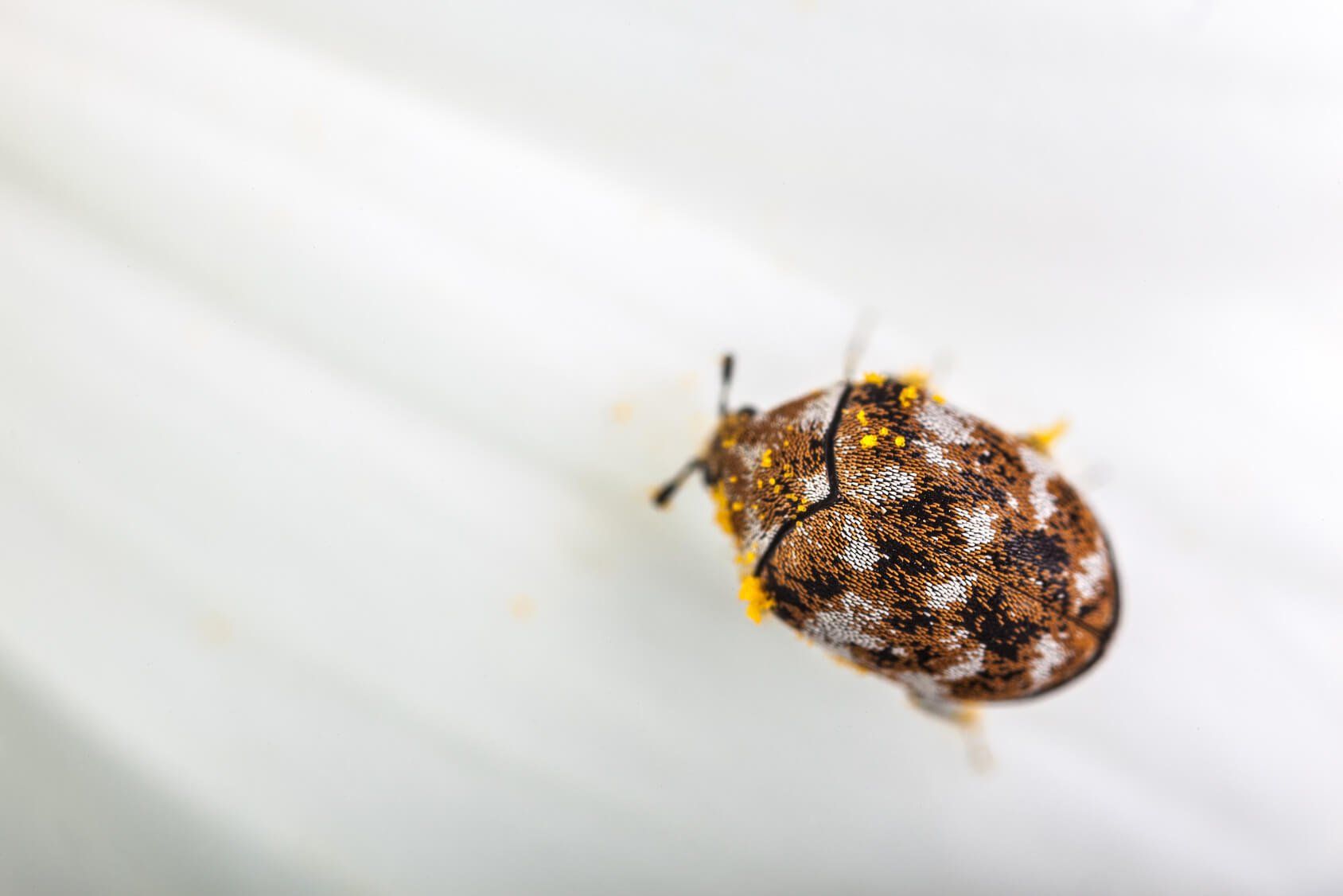 Carpet beetle pest control
