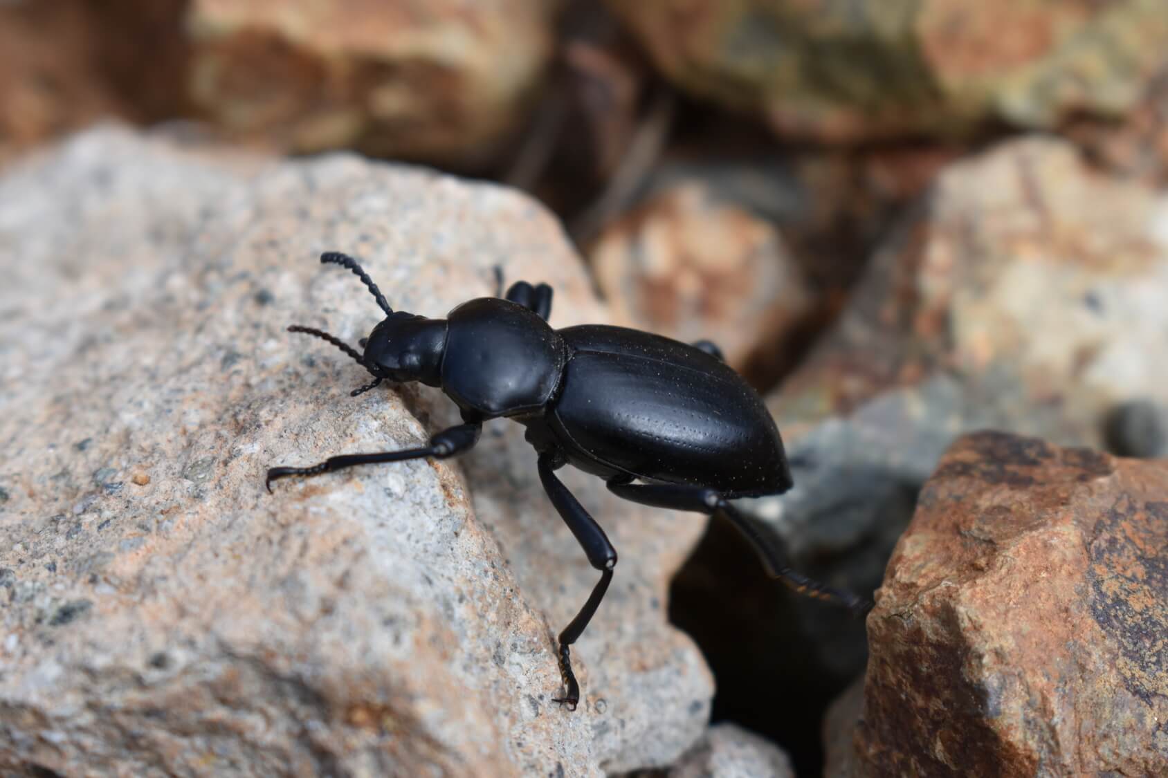 darkling beetle pest service