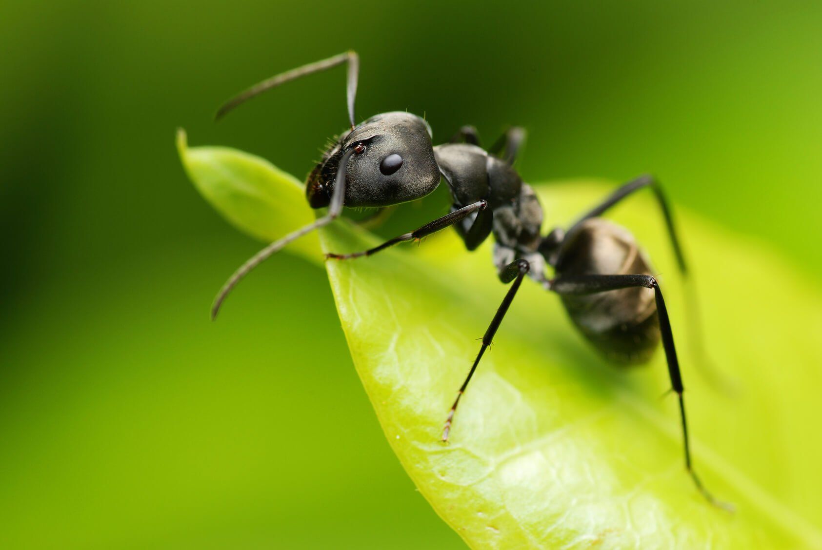 ant pest services