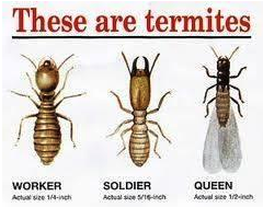 There are three different types of termites , worker , soldier , and queen.